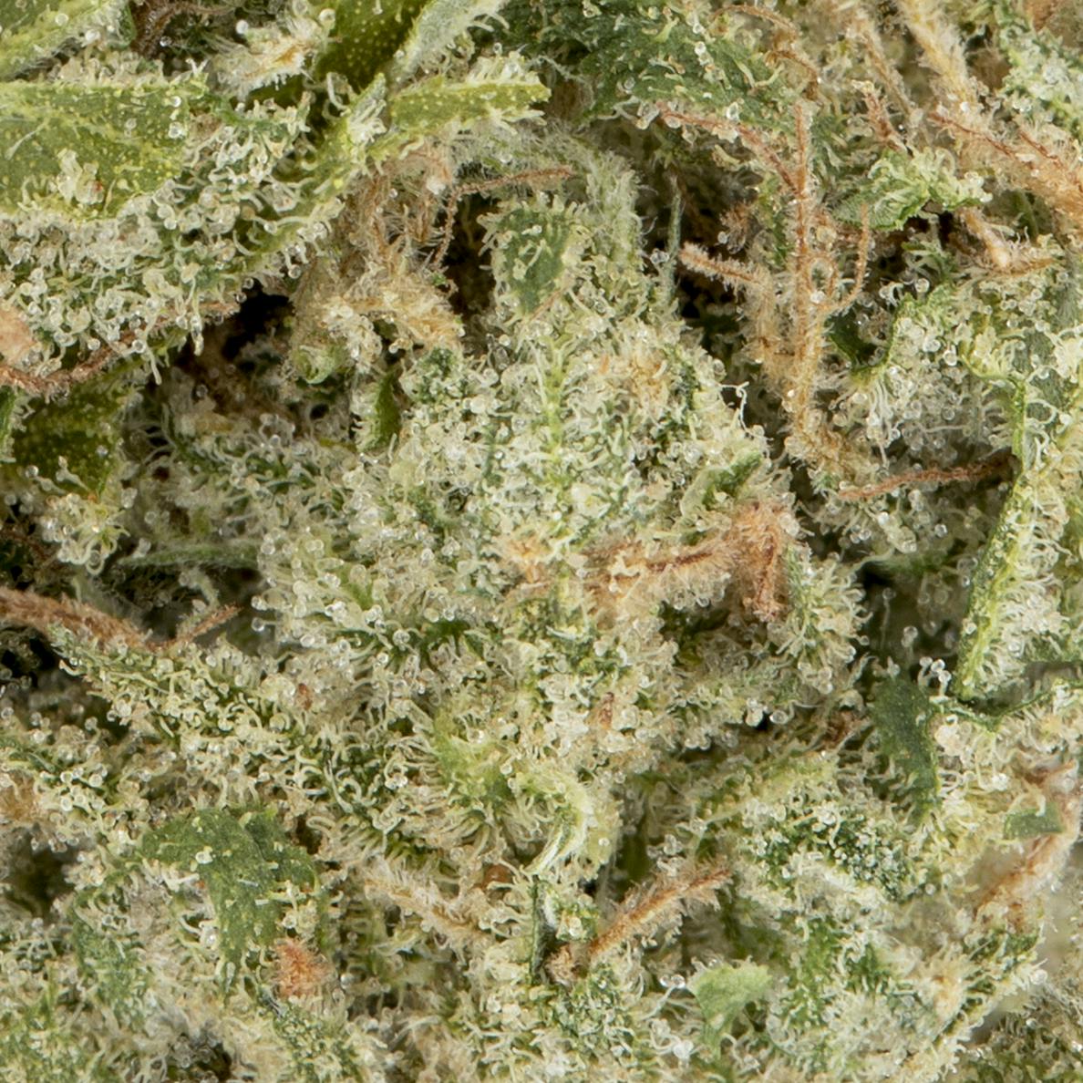 Blue Dream 14g - image 4