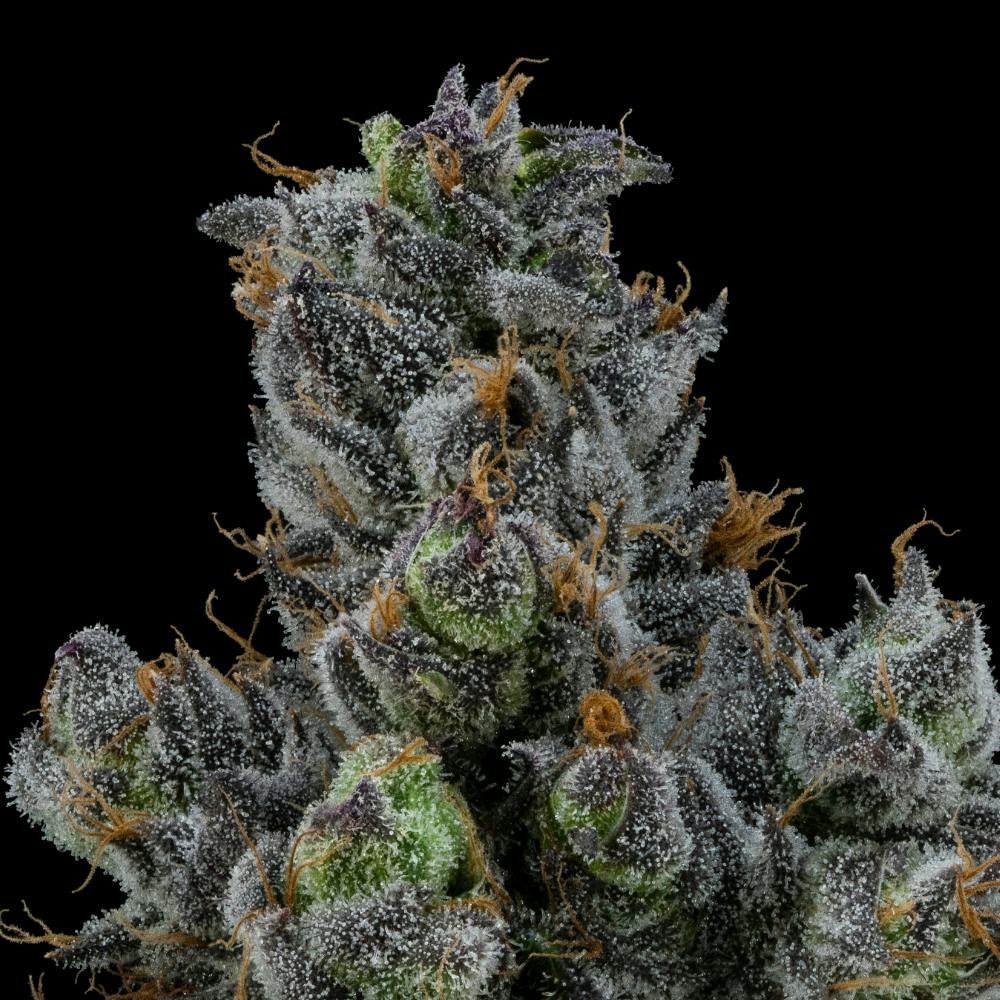 Apple Runtz | Hybrid Flower [3.5g] - image 3
