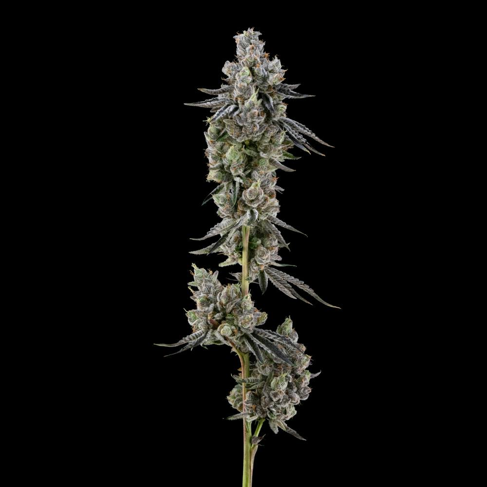 Apple Runtz | Hybrid Flower [3.5g] - image 2