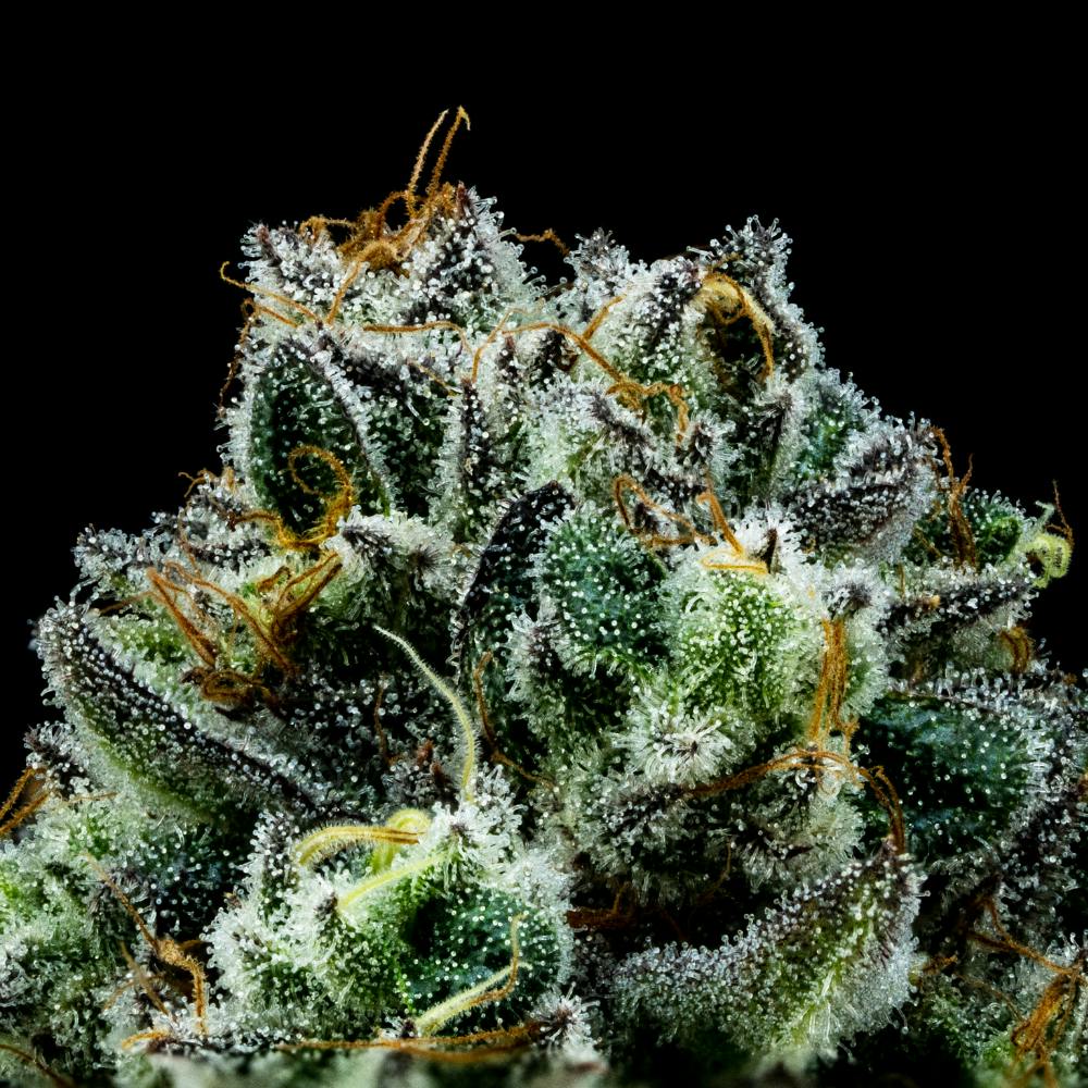 Purple Alien Cookies | Hybrid flower [7g] - image 3