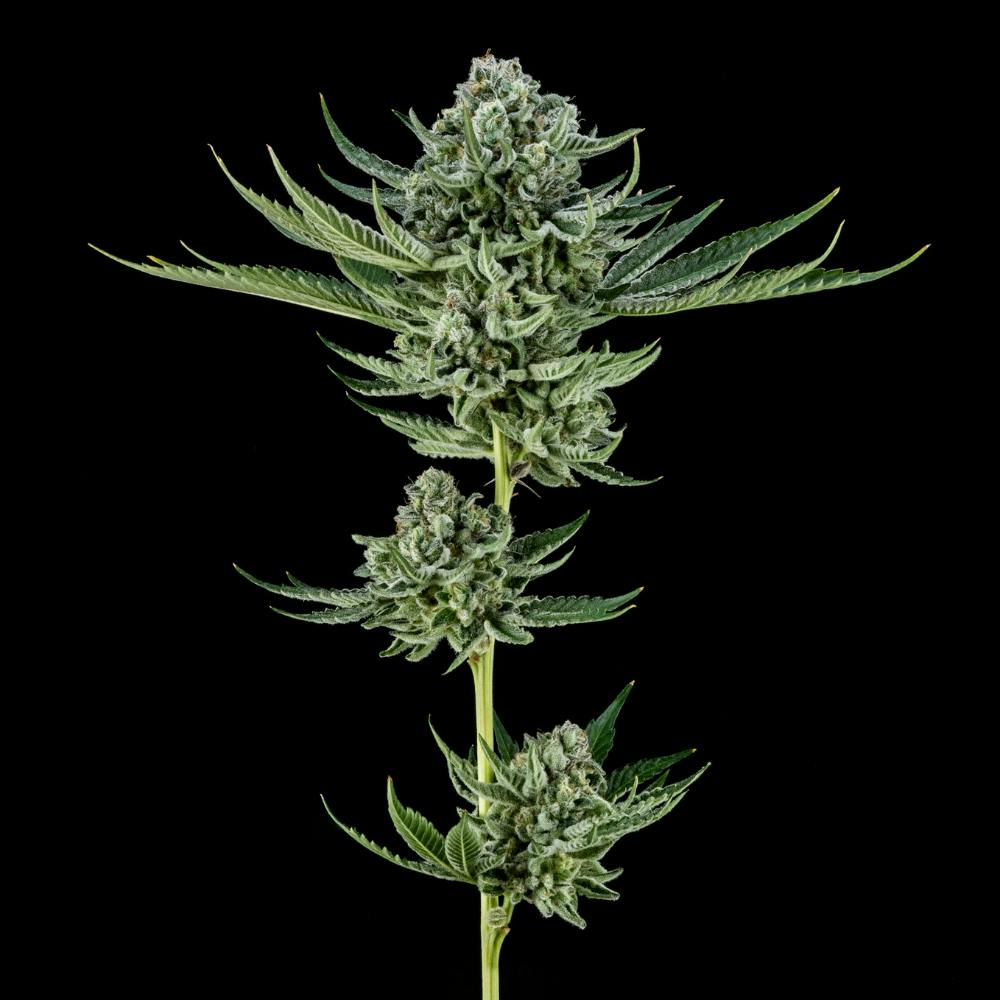 Purple Alien Cookies | Hybrid flower [7g] - image 4