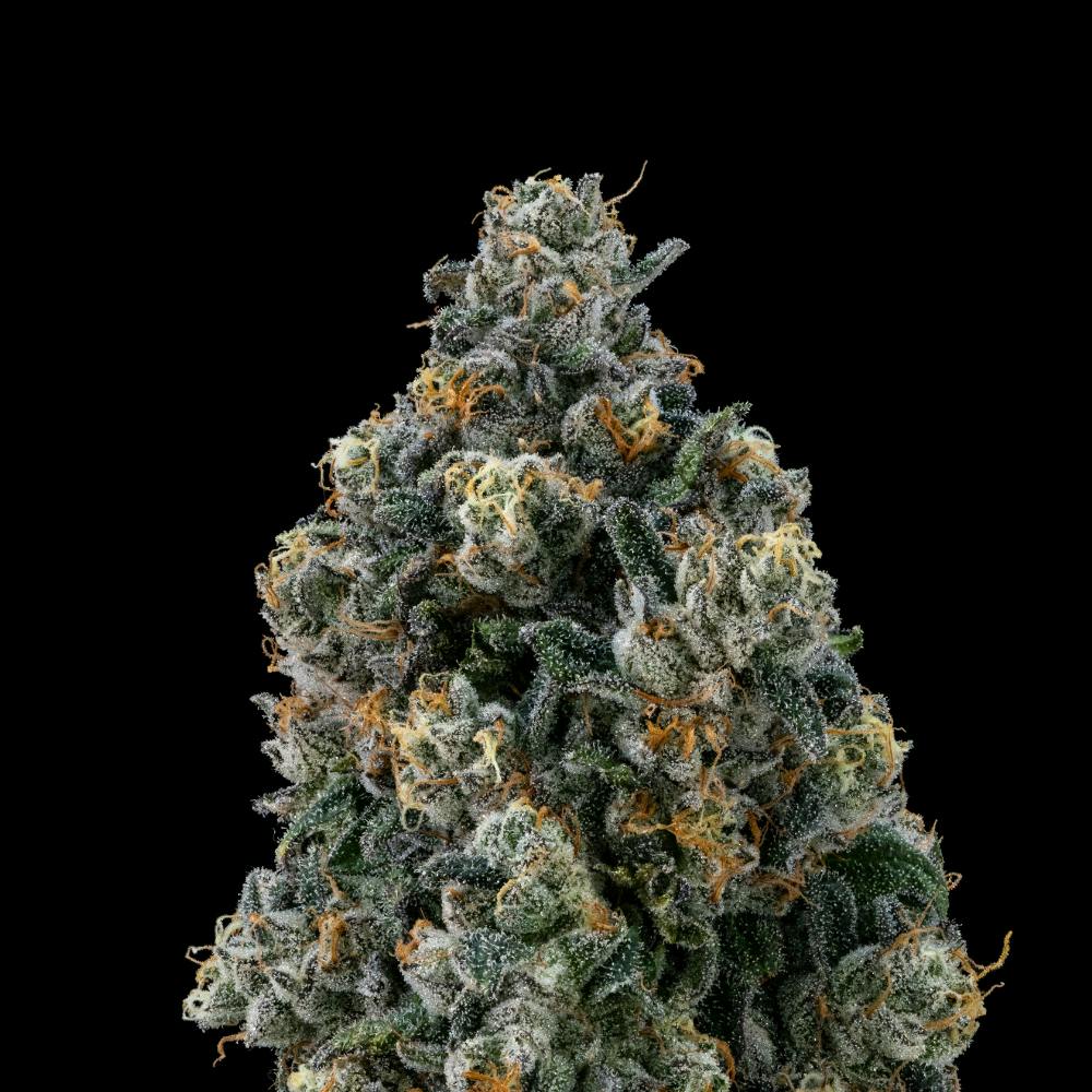 Sour Apple Tahoe OG | Hybrid Flower [3.5g] - image 1