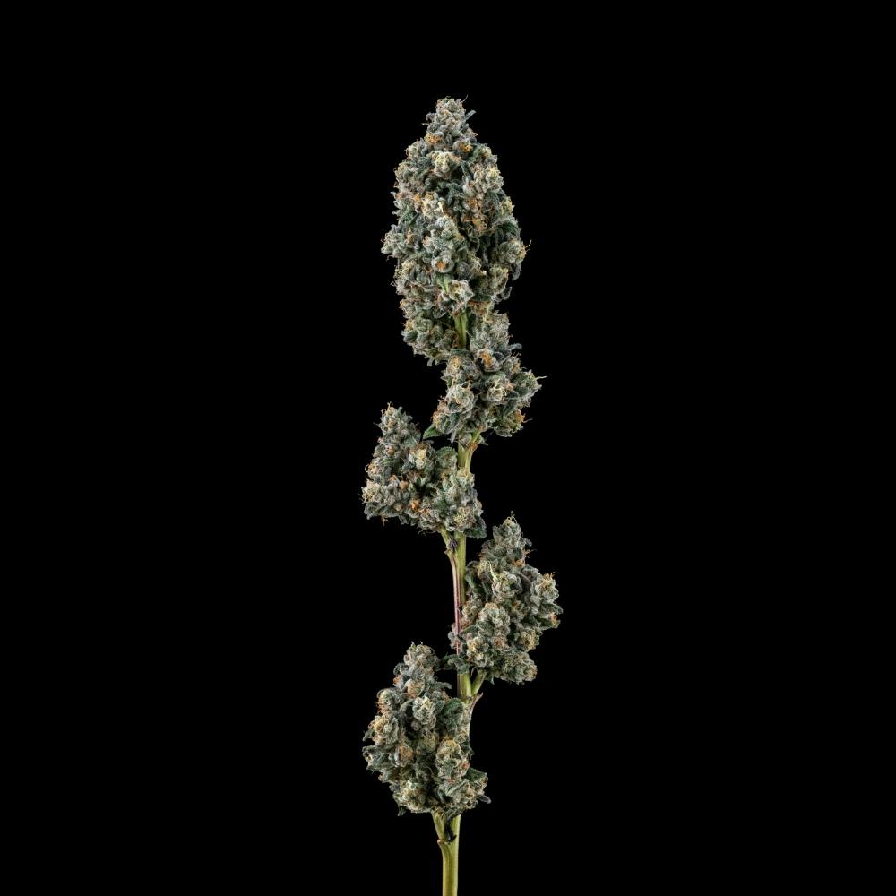 Sour Apple Tahoe OG | Hybrid Flower [3.5g] - image 2