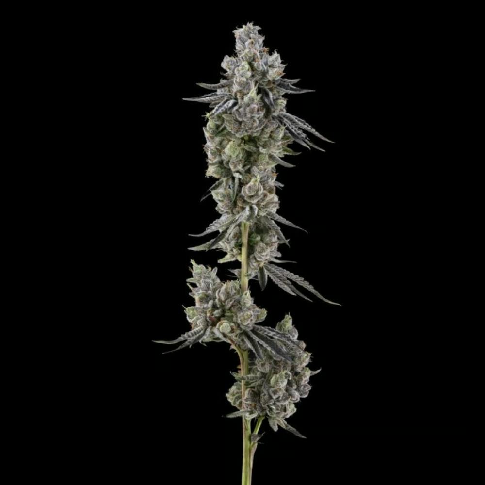 Gellati Runtz | Hybrid Flower [3.5g] - image 2