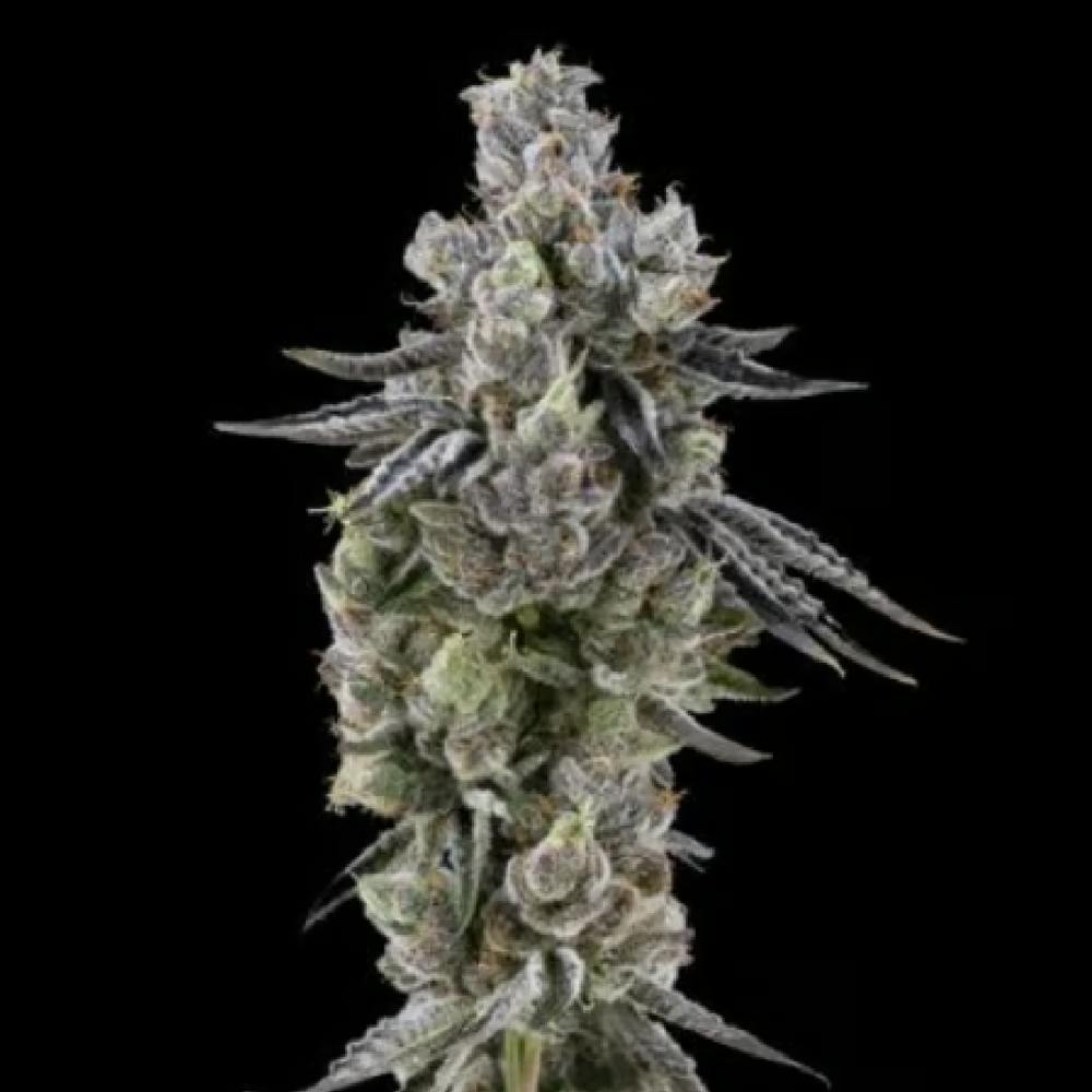 Gellati Runtz | Hybrid Flower [3.5g] - image 1