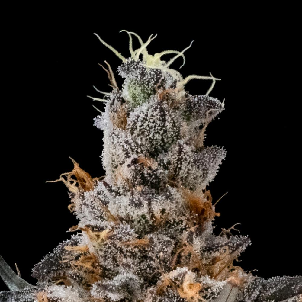 Gastro Pop | Hybrid Flower [7g] - image 2