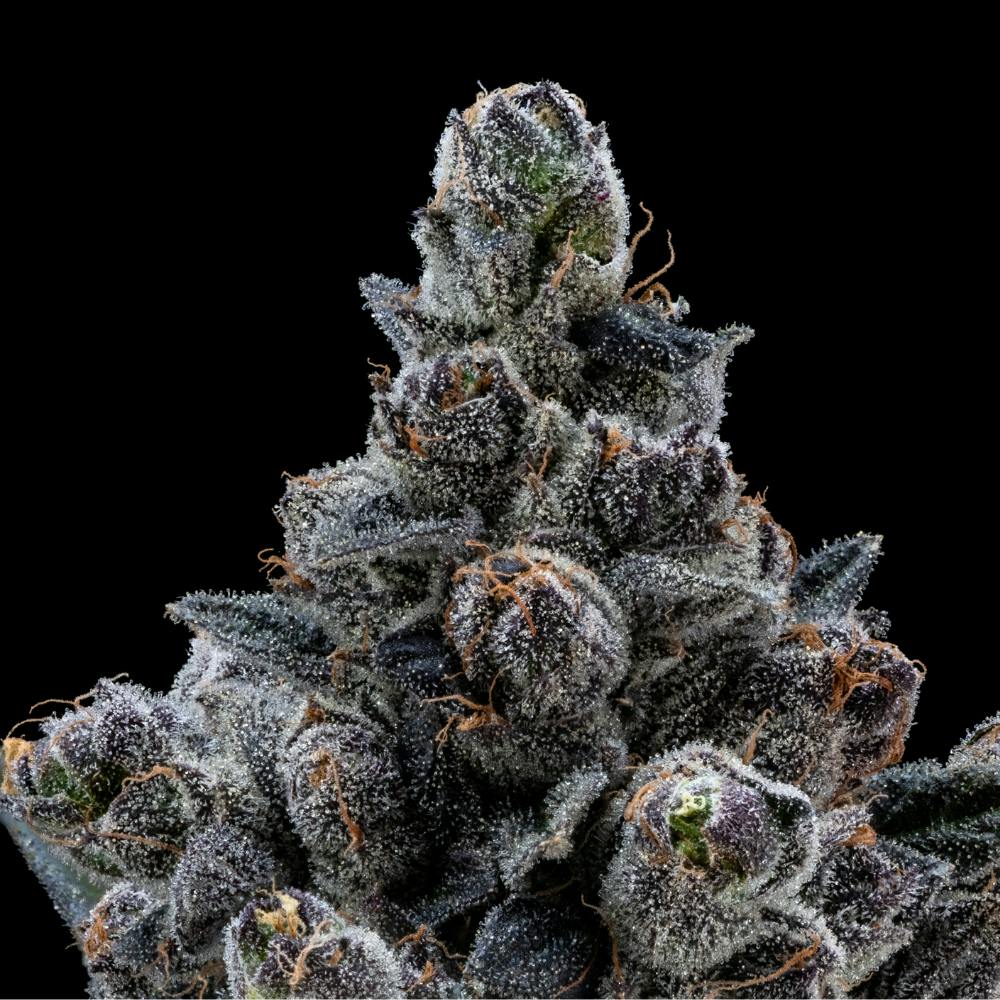 Gastro Pop | Hybrid Smalls [14g] - image 2
