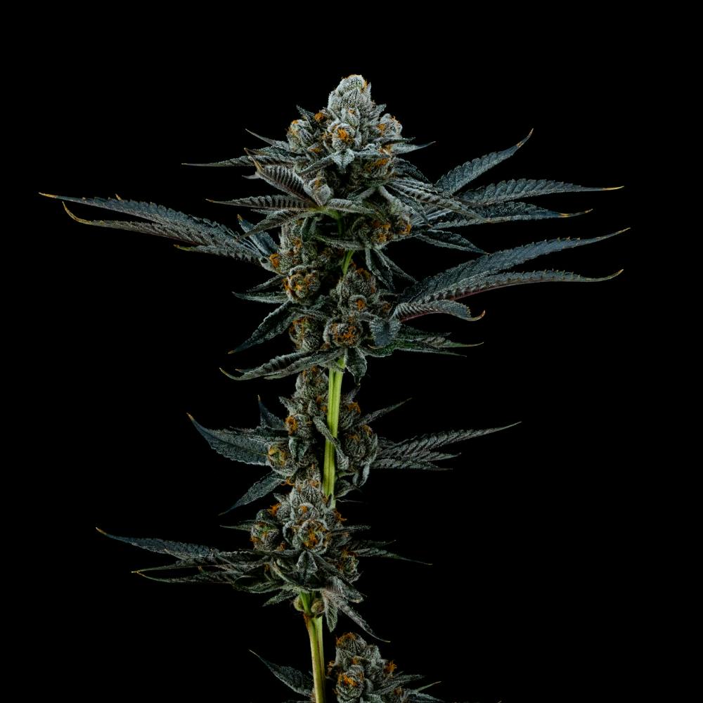 White Lightning | Hybrid Flower [3.5g] - image 3