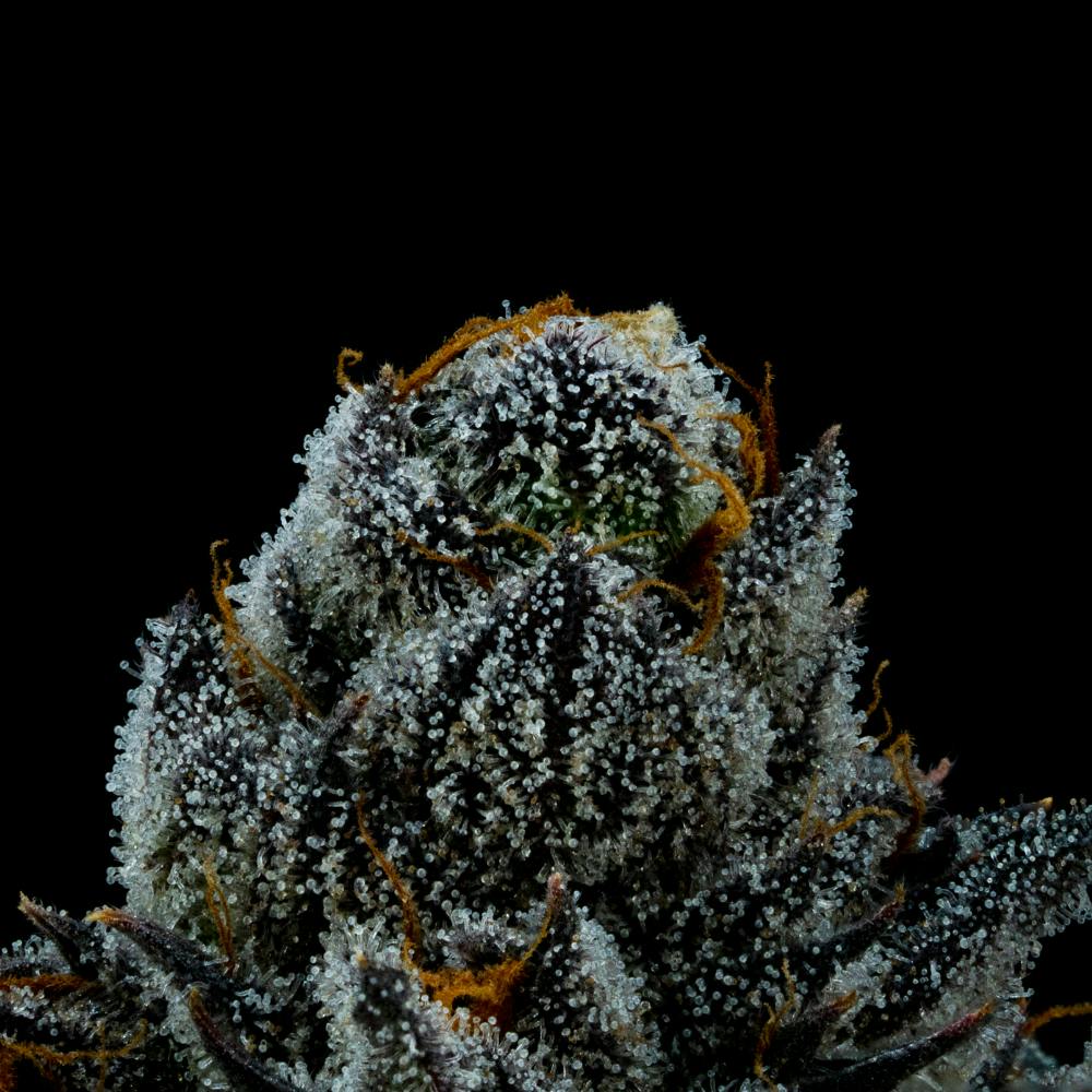 White Lightning | Hybrid Smalls [7g] - image 1