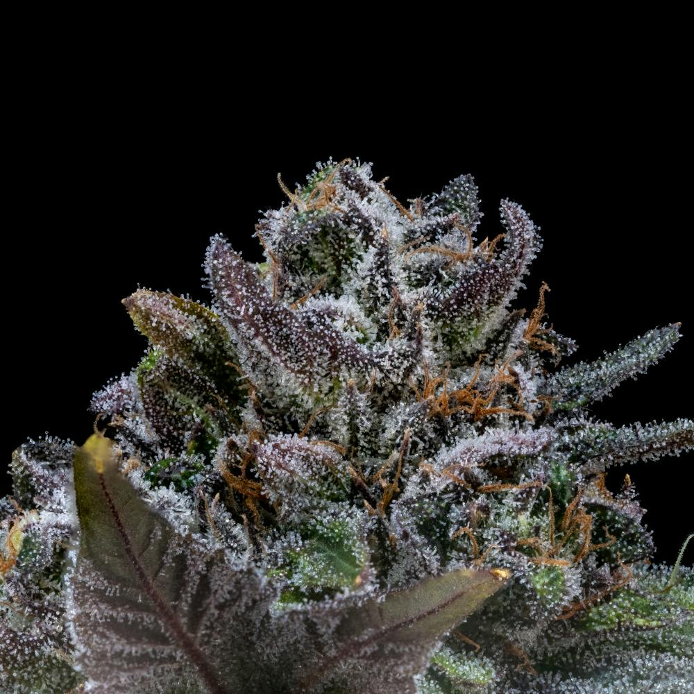 White Runtz | Hybrid Flower [3.5g] - image 3