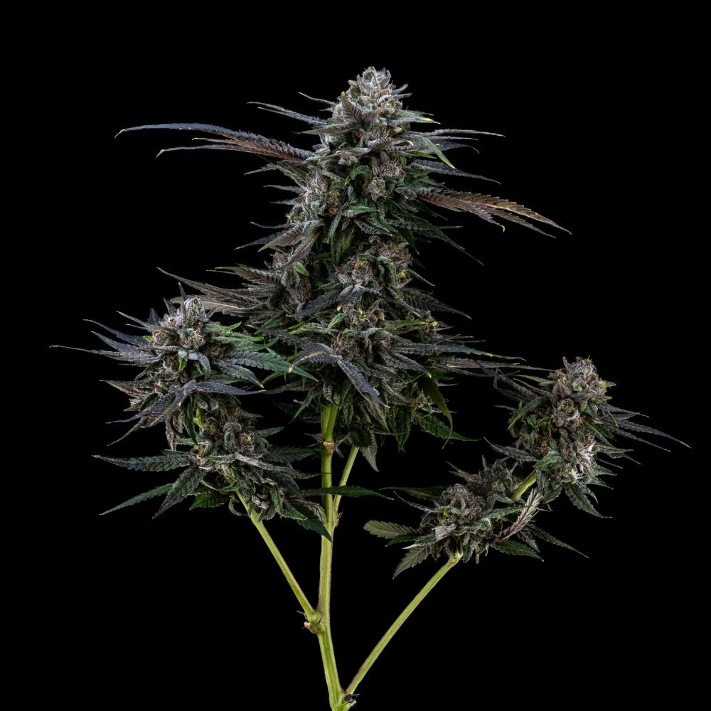 White Runtz | Hybrid Flower [3.5g] - image 2