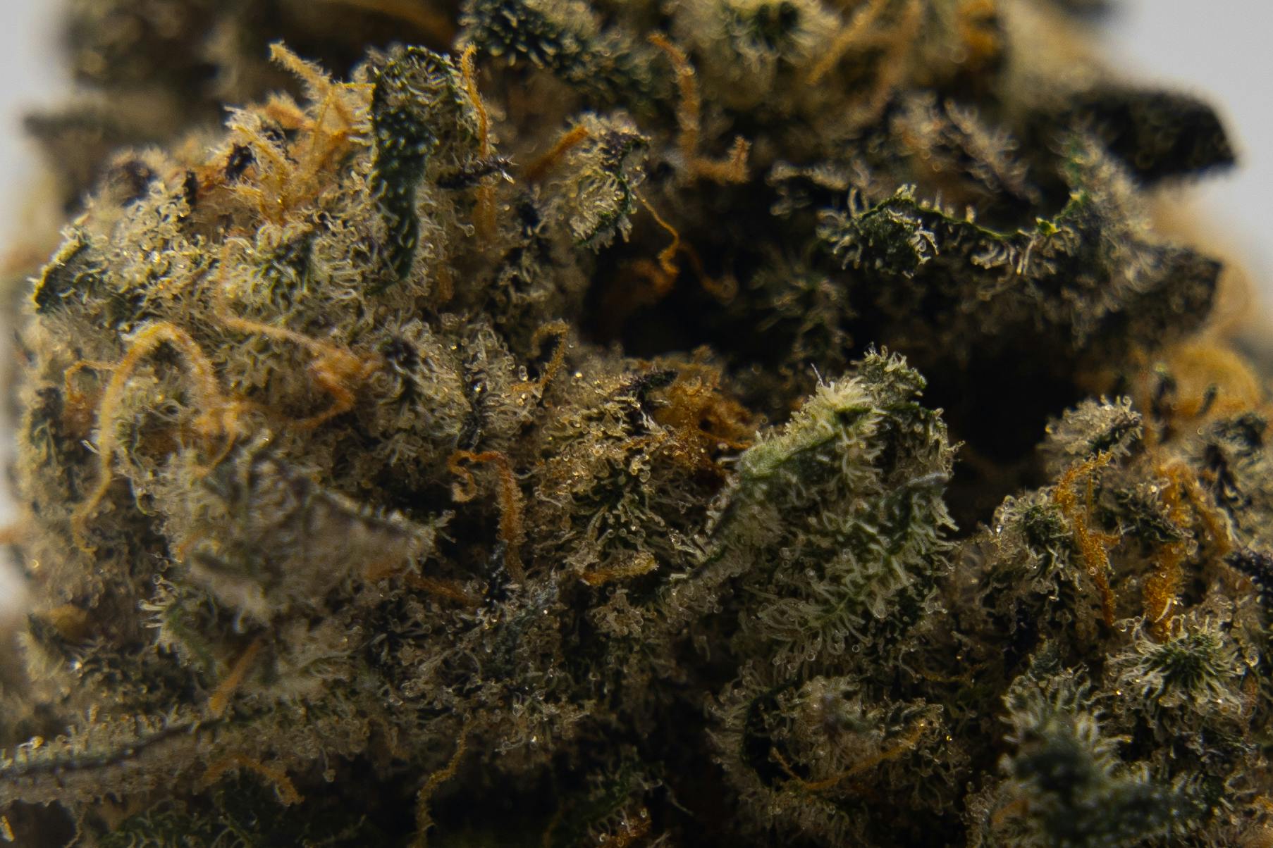 Vivid - Gummiez - Hybrid - image 3