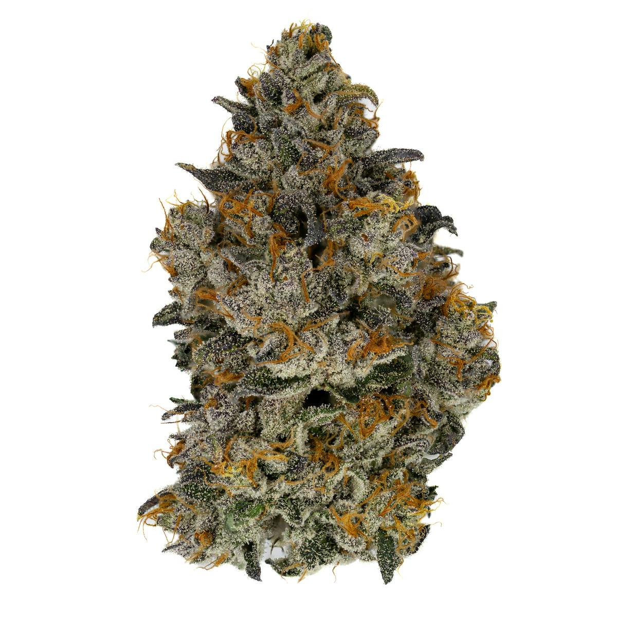 Gelato 41 14G Pre-Ground Kit - image 4