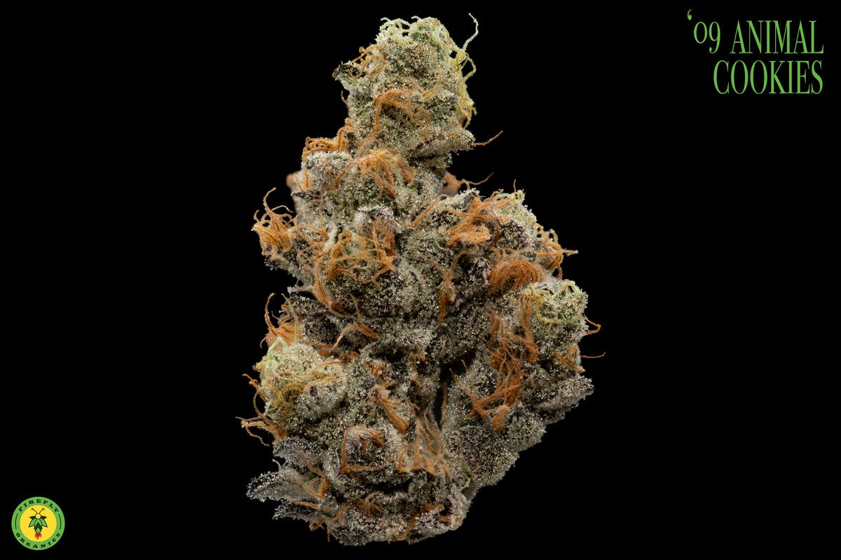 '09 Animal Cookies - image 1