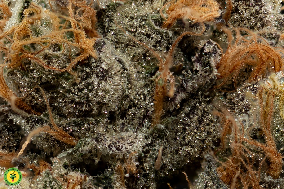 '09 Animal Cookies - image 4