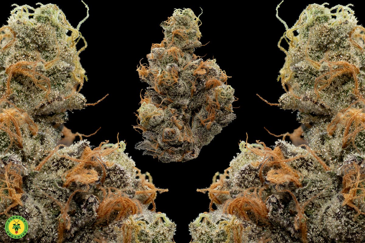 '09 Animal Cookies - image 3