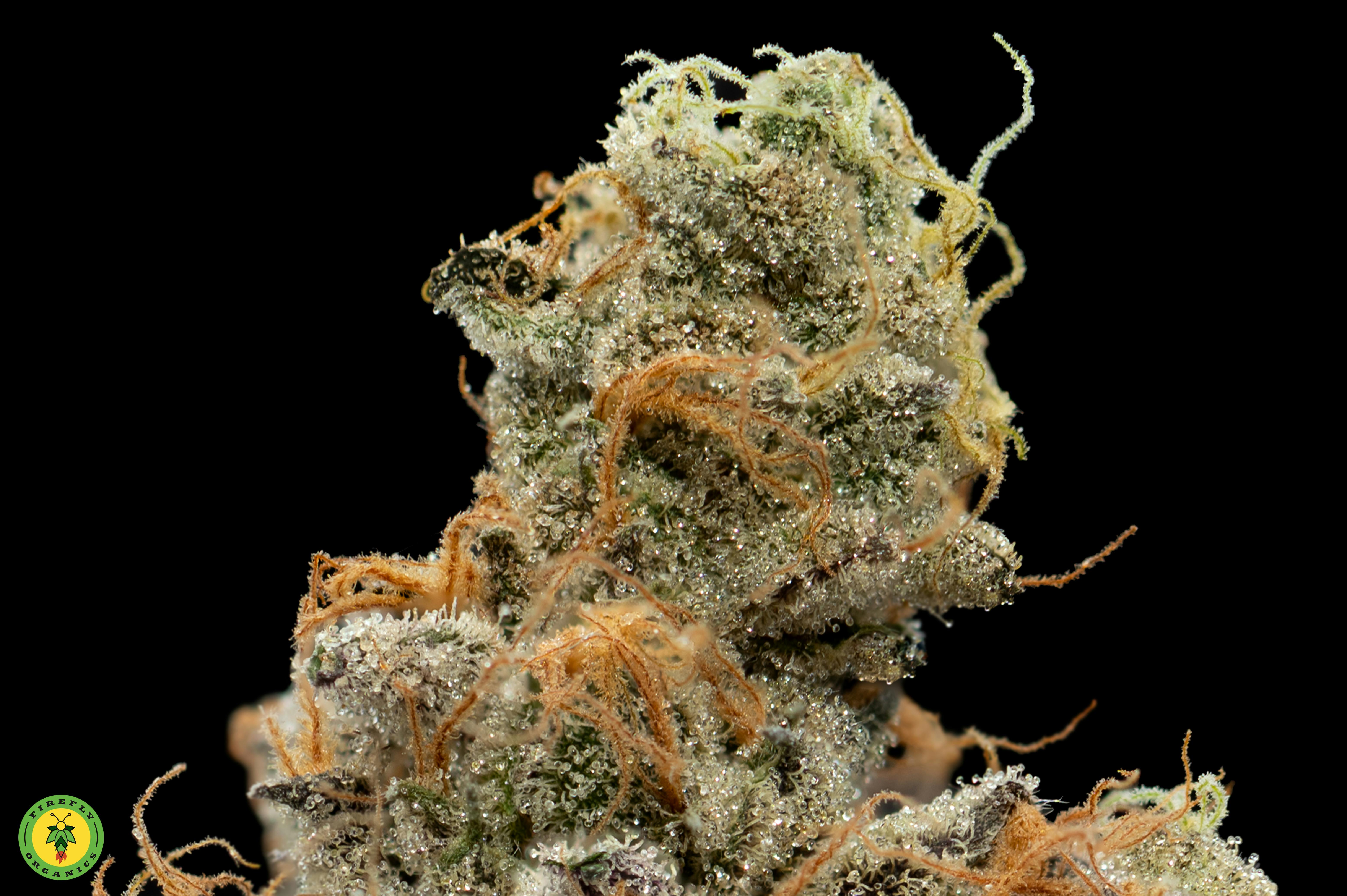 '09 Animal Cookies - image 2