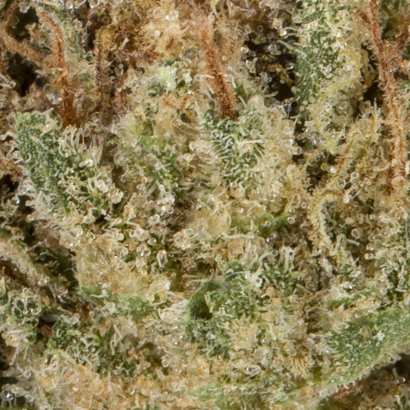 Legend OG 14g - image 2