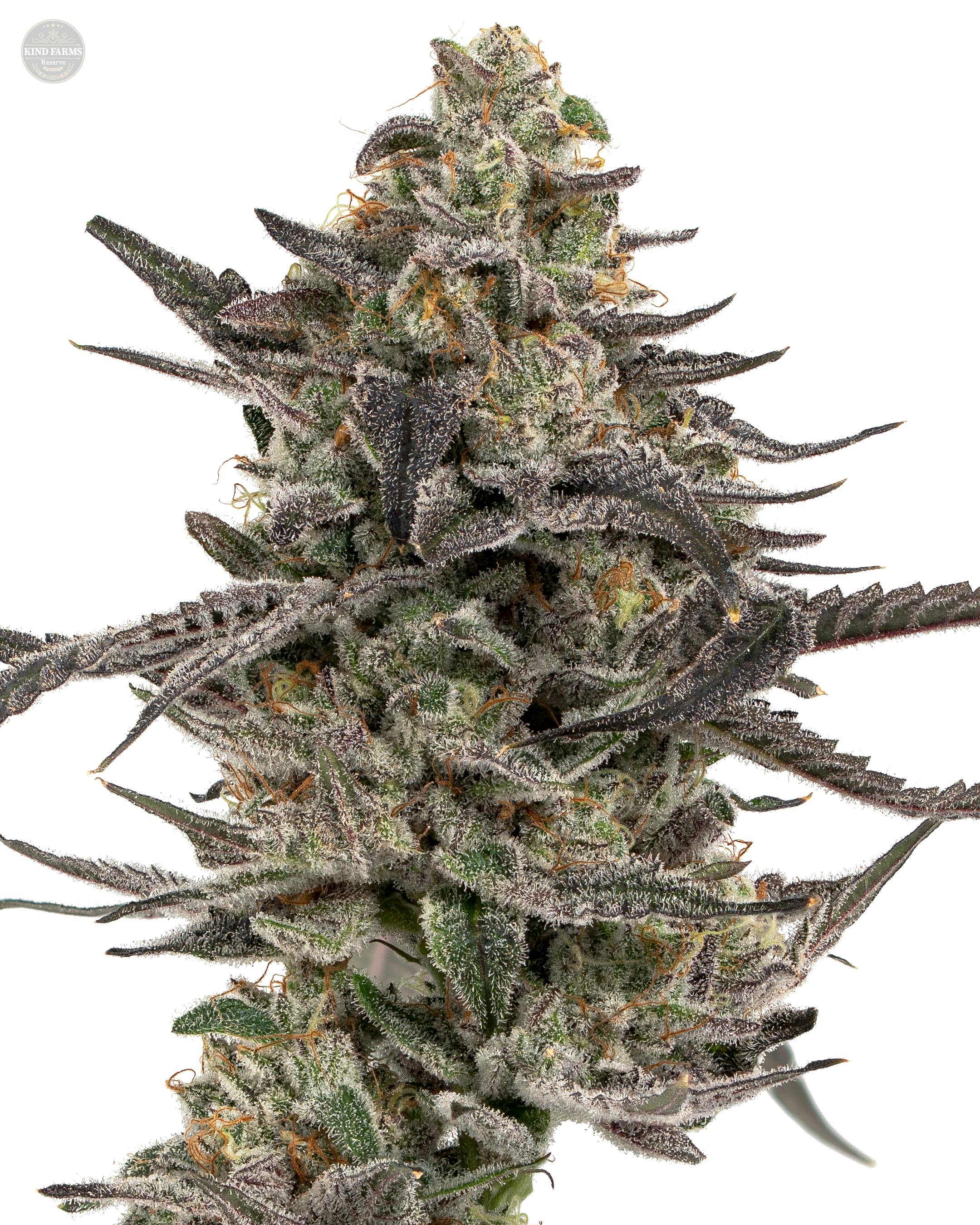 Ice Cream Cake x Kush Mints - Kind Farms Reserve - image 1