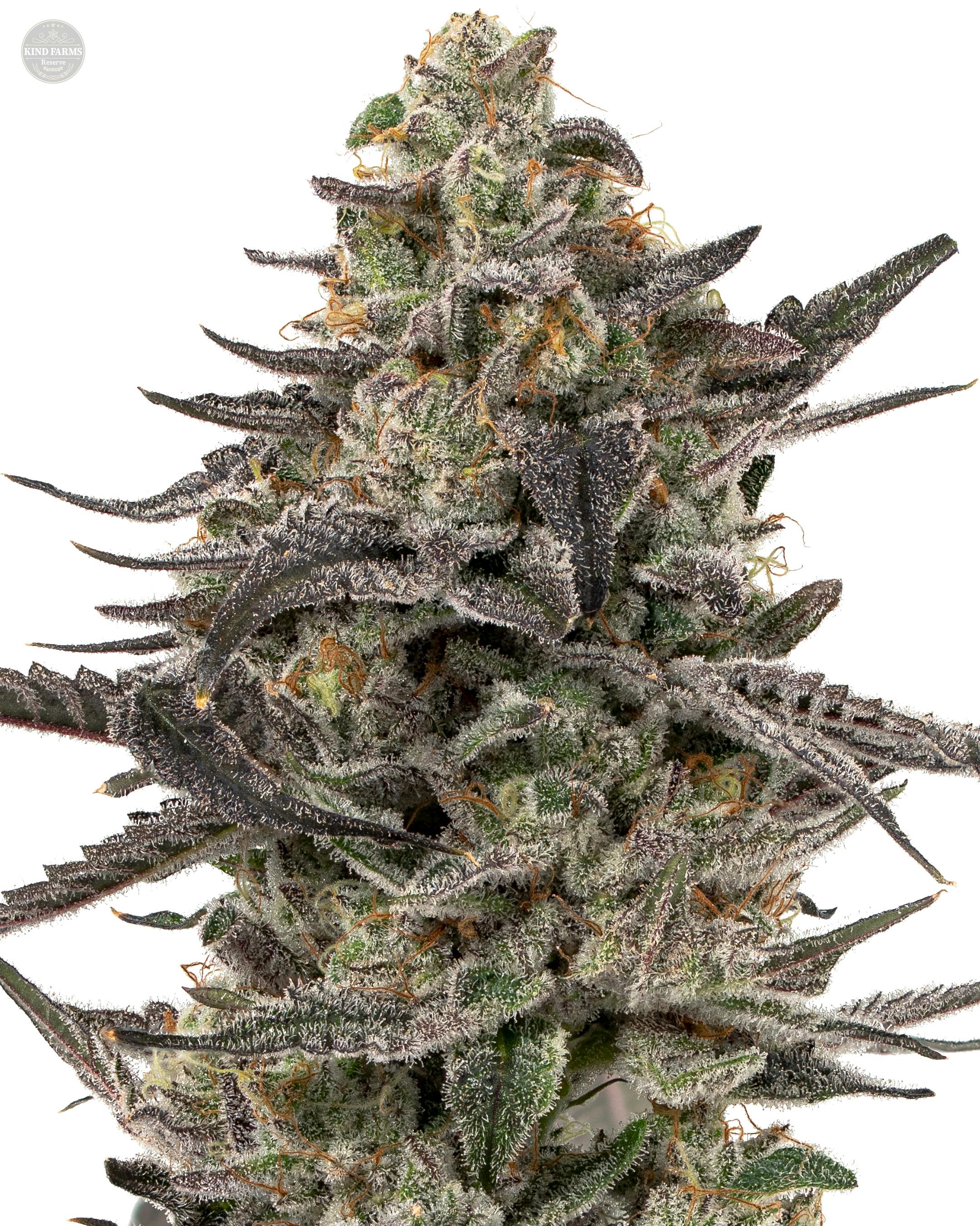 Ice Cream Cake x Kush Mints - Kind Farms Reserve - image 4