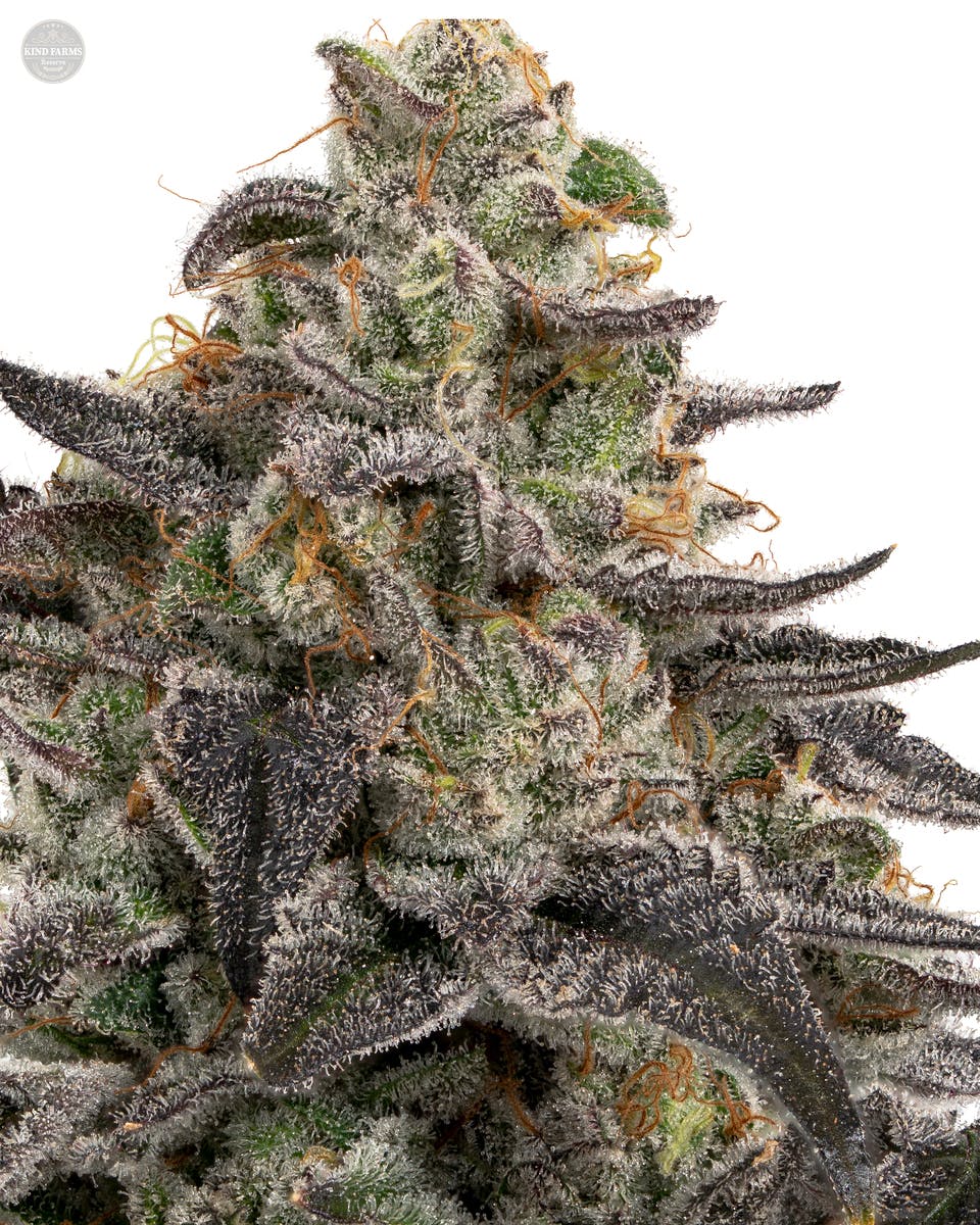 Ice Cream Cake x Kush Mints - Kind Farms Reserve - image 2