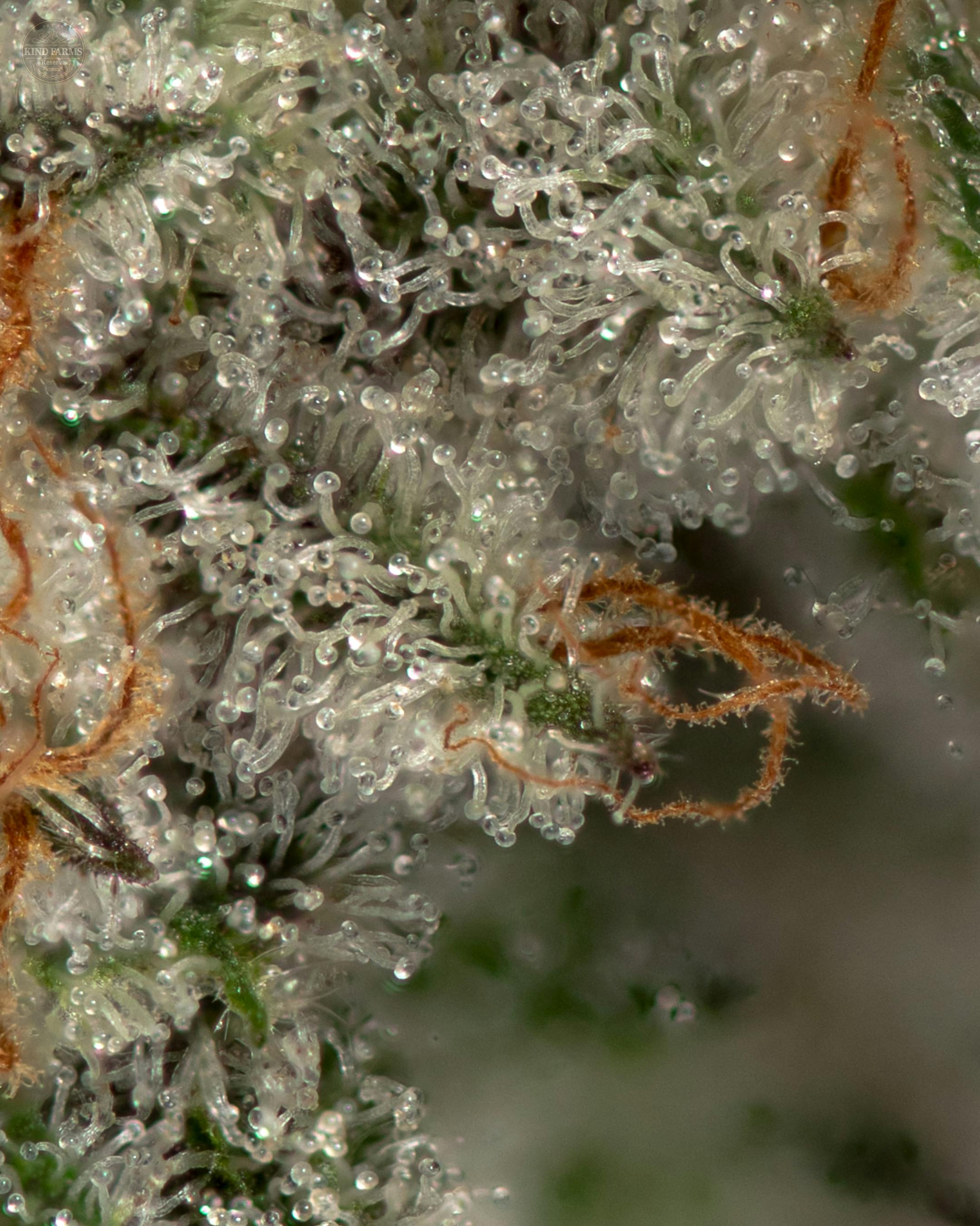 Ice Cream Cake x Kush Mints - Kind Farms Reserve - image 3