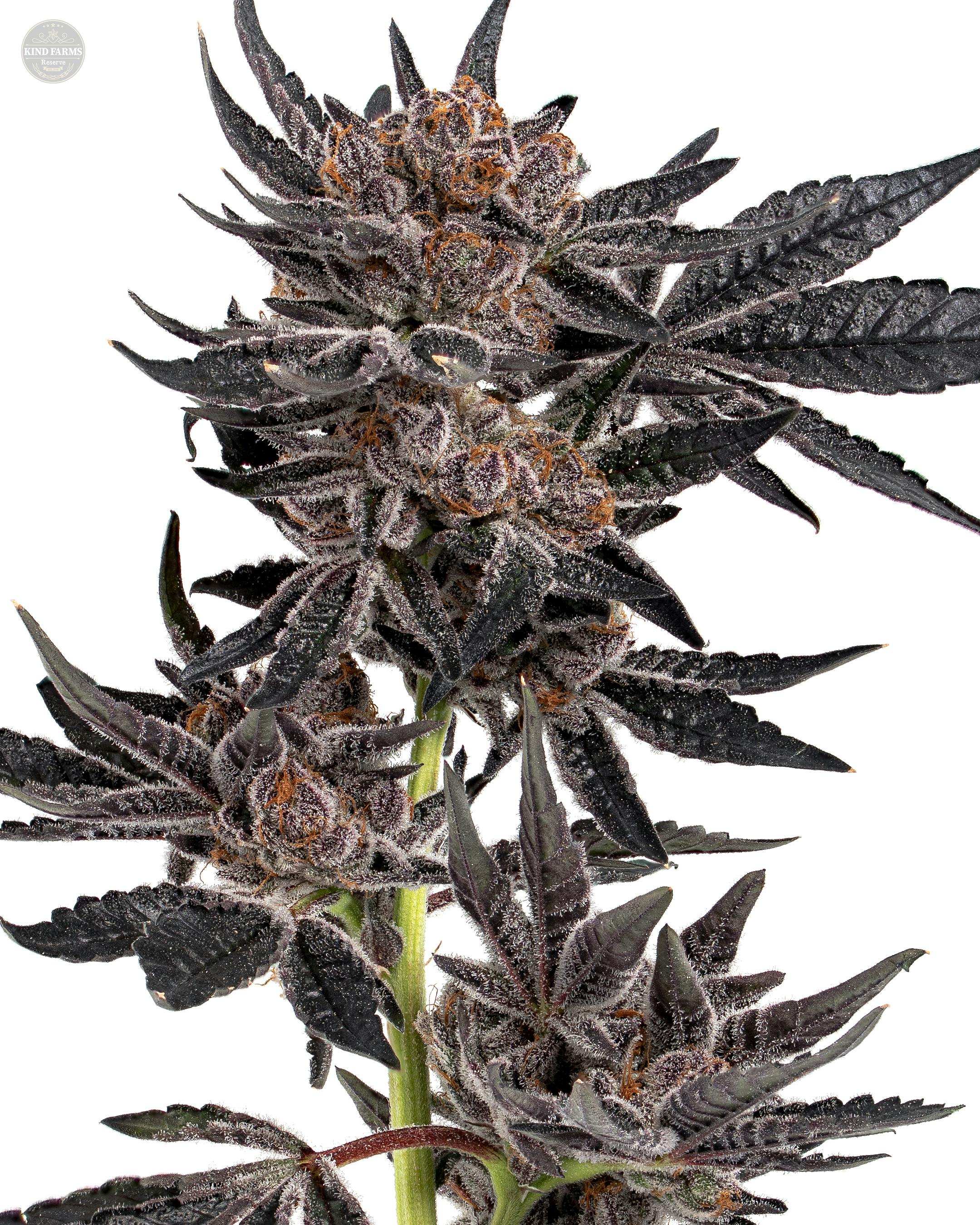 Milano - Kind Farms Reserve - image 1