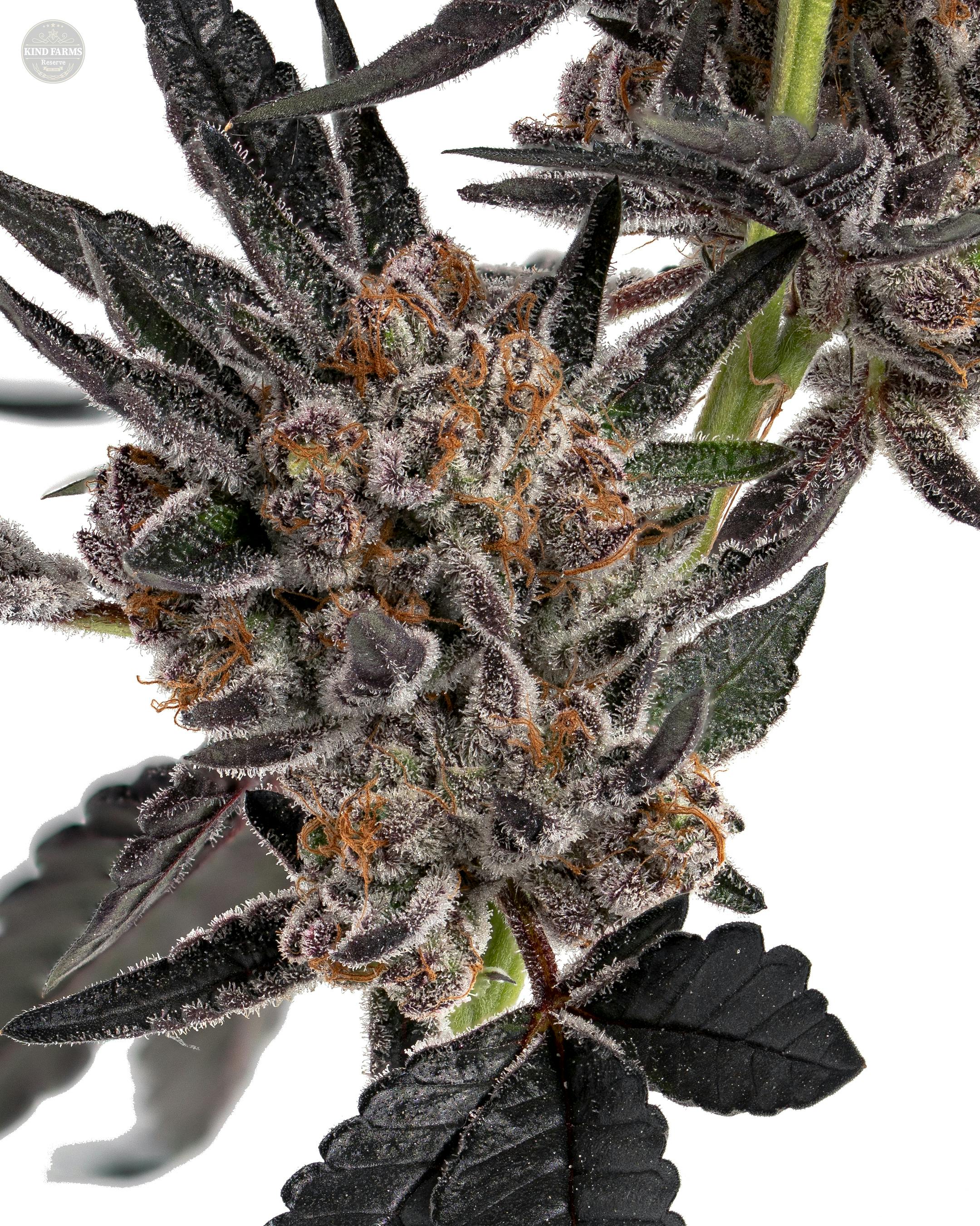 Milano - Kind Farms Reserve - image 3