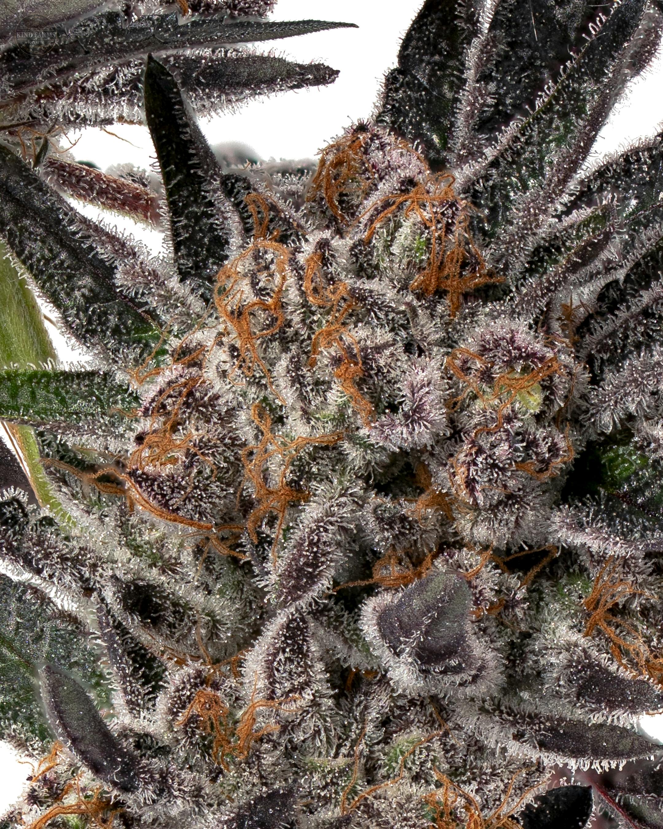 Milano - Kind Farms Reserve - image 2