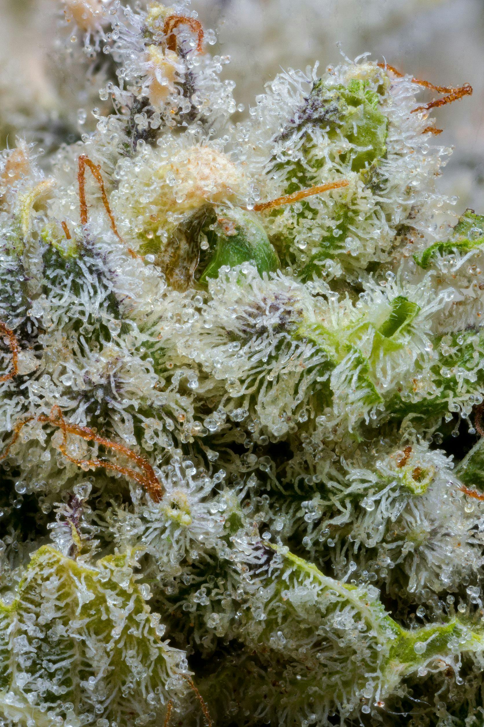 Outlaw Glue - image 7