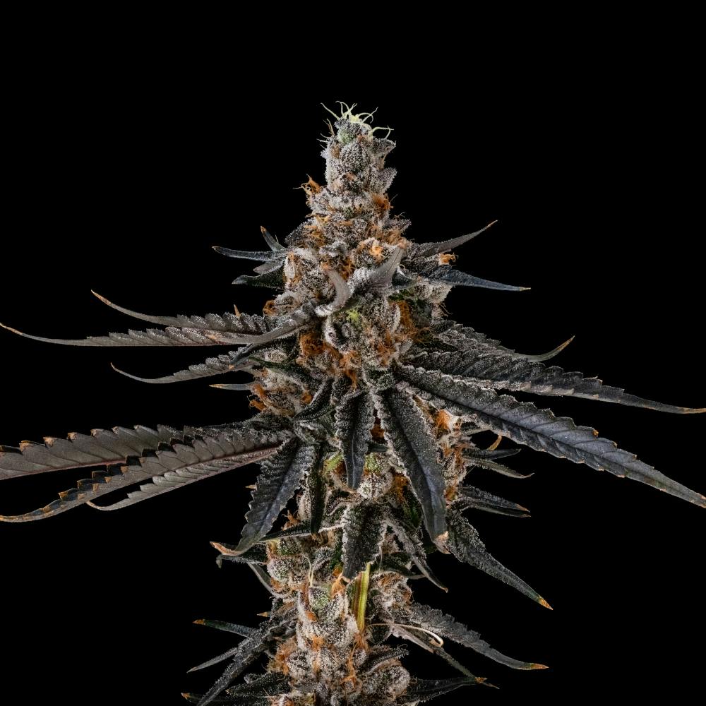 AstroPop #3 | Sativa Flower [3.5g] - image 2