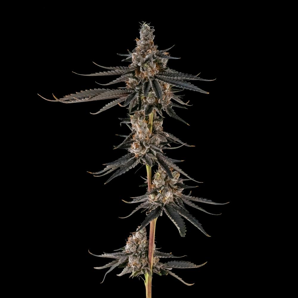 AstroPop #3 | Sativa Flower [3.5g] - image 3