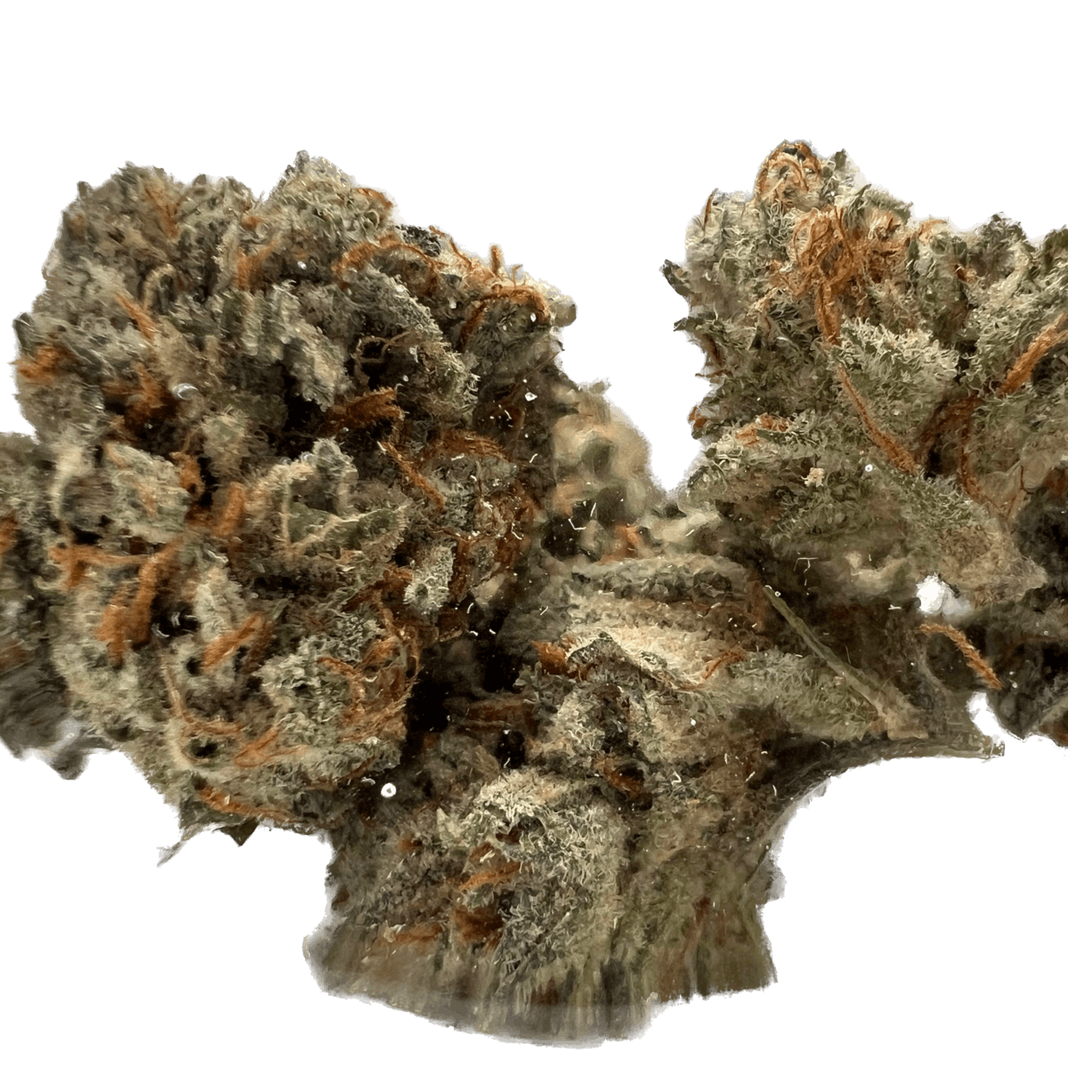 SD Strains "Master Kush" 3.5g - image 4