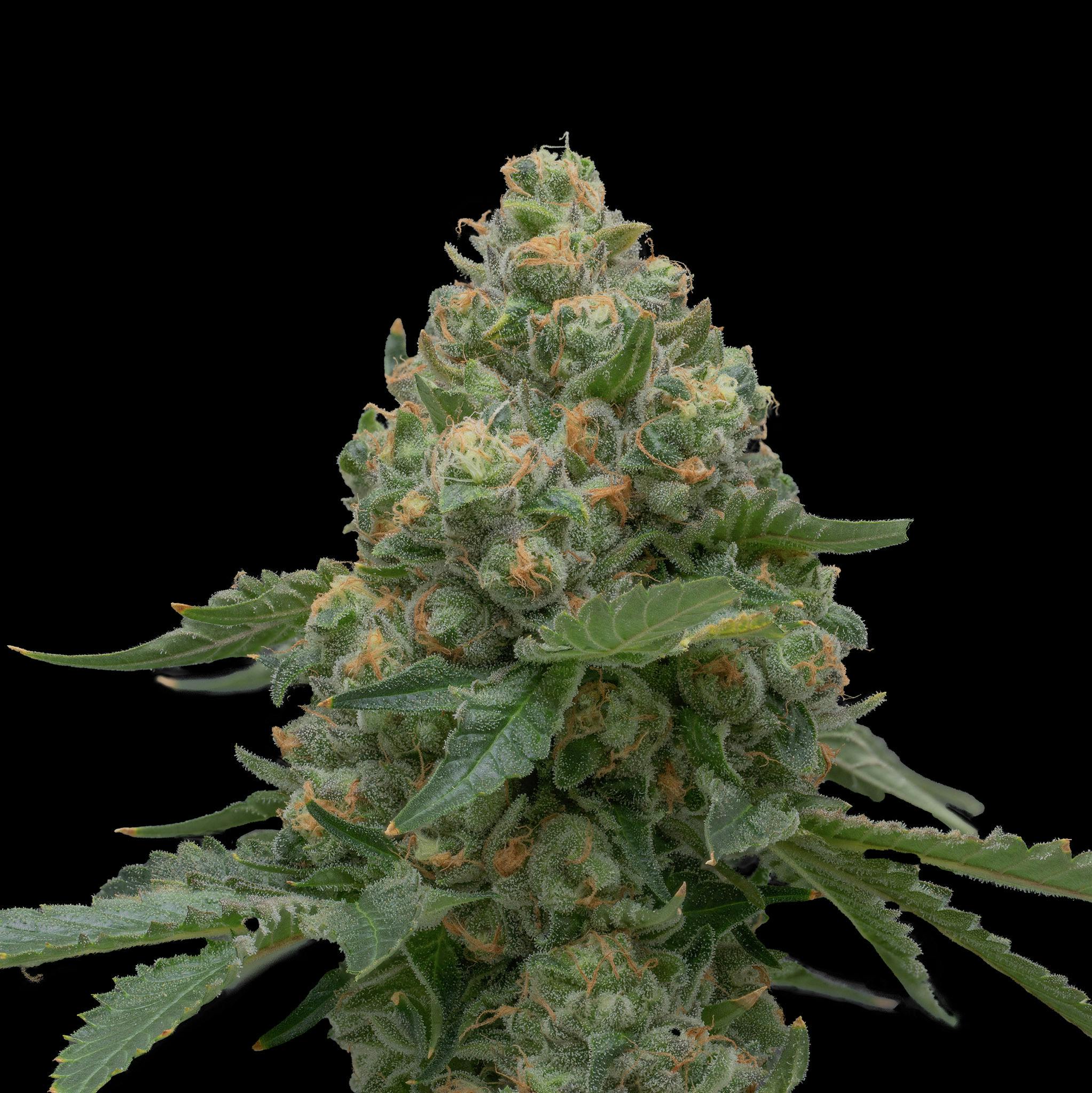 Banana God | 3.5g flower - image 2