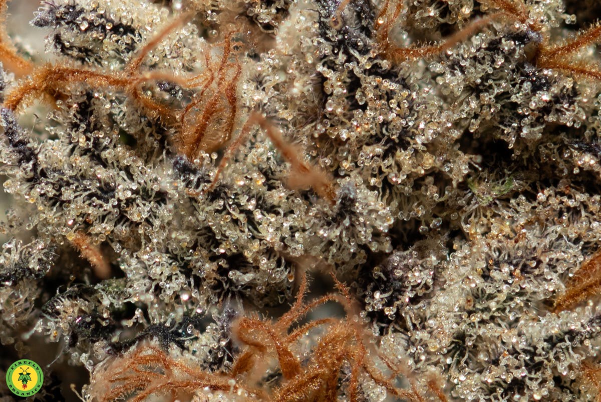 Grape Gas - image 4