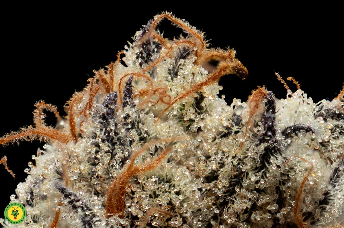 Grape Gas - image 2