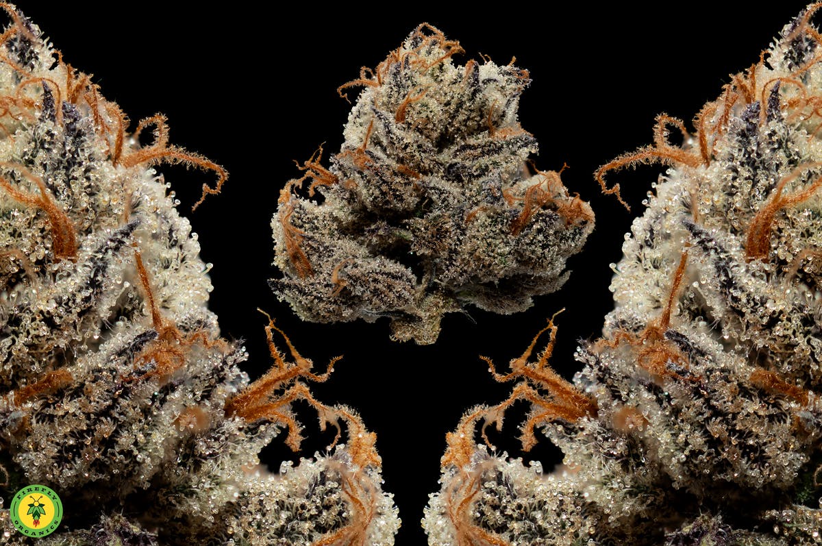 Grape Gas - image 3