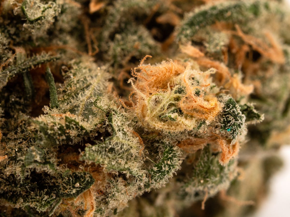 420 Kingdom - Blue Dream - 7g Smalls - image 1