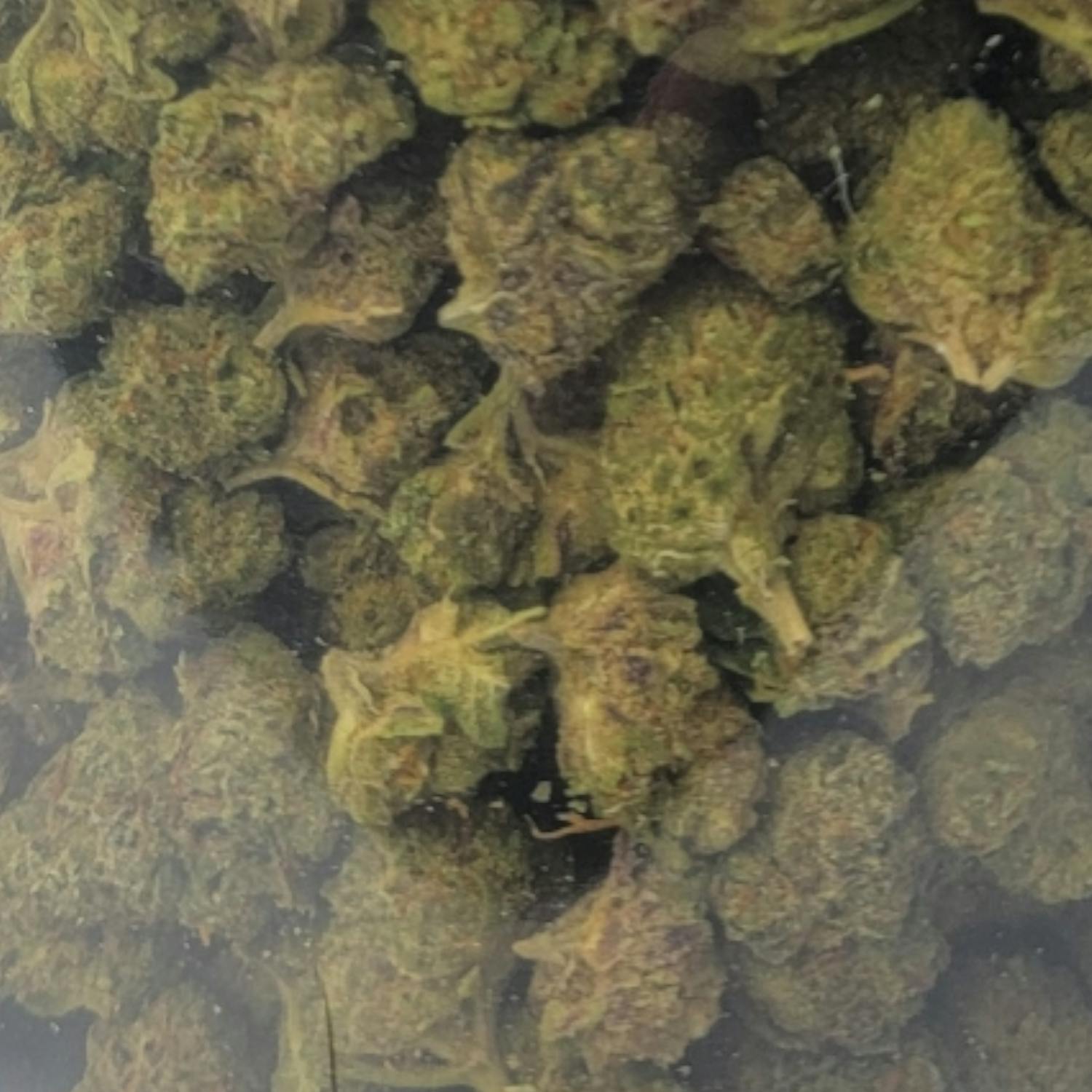 (22.4%) Gelato 41 "Smalls" (28g) HYBRID - image 2