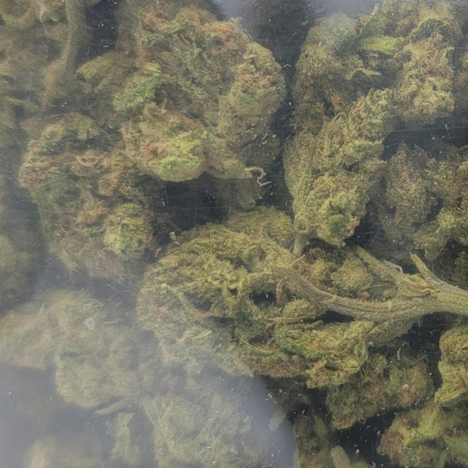 (33.6%) Blue Dream "ORGANIC" (28g) SATIVA - image 1