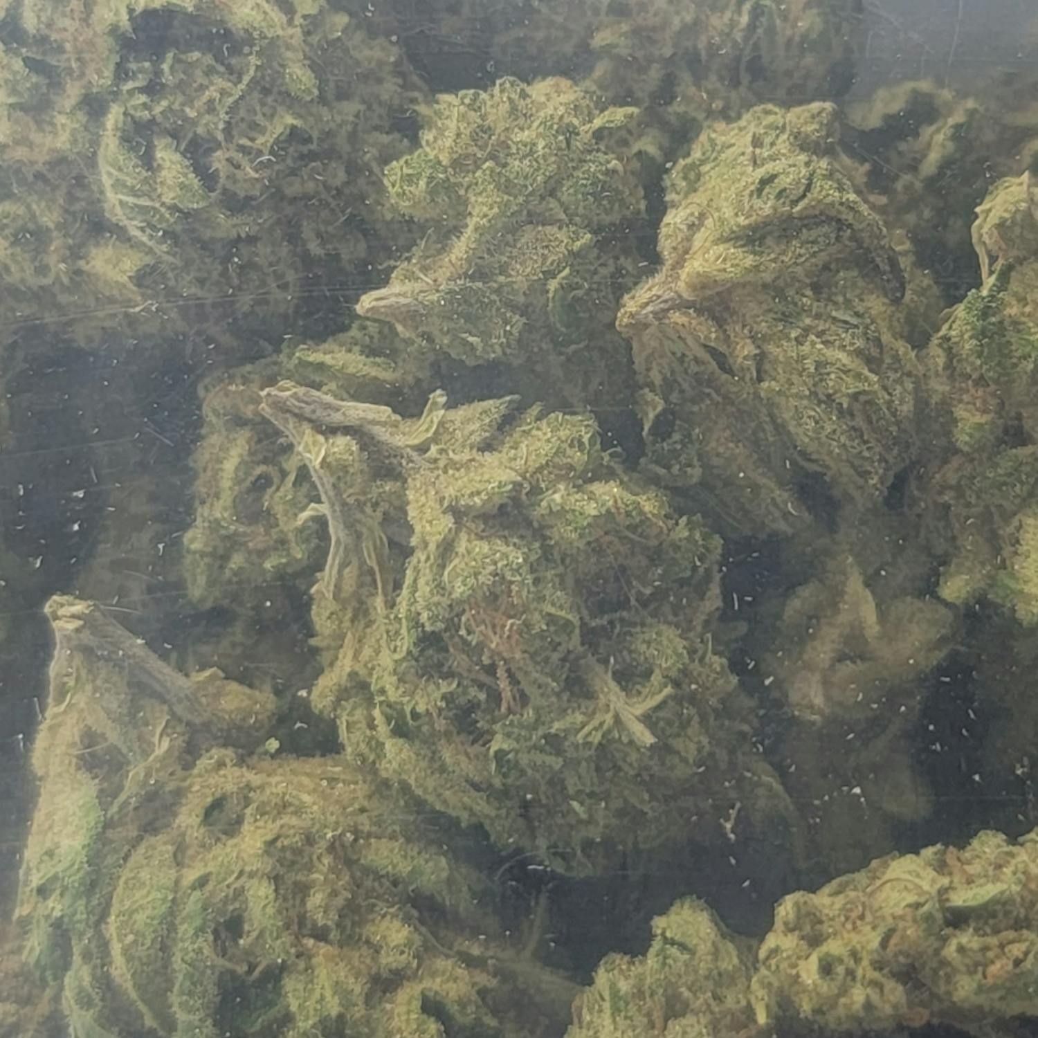 (33%) Cookies n Cream "ORGANIC" (28g) HYBRID - image 2