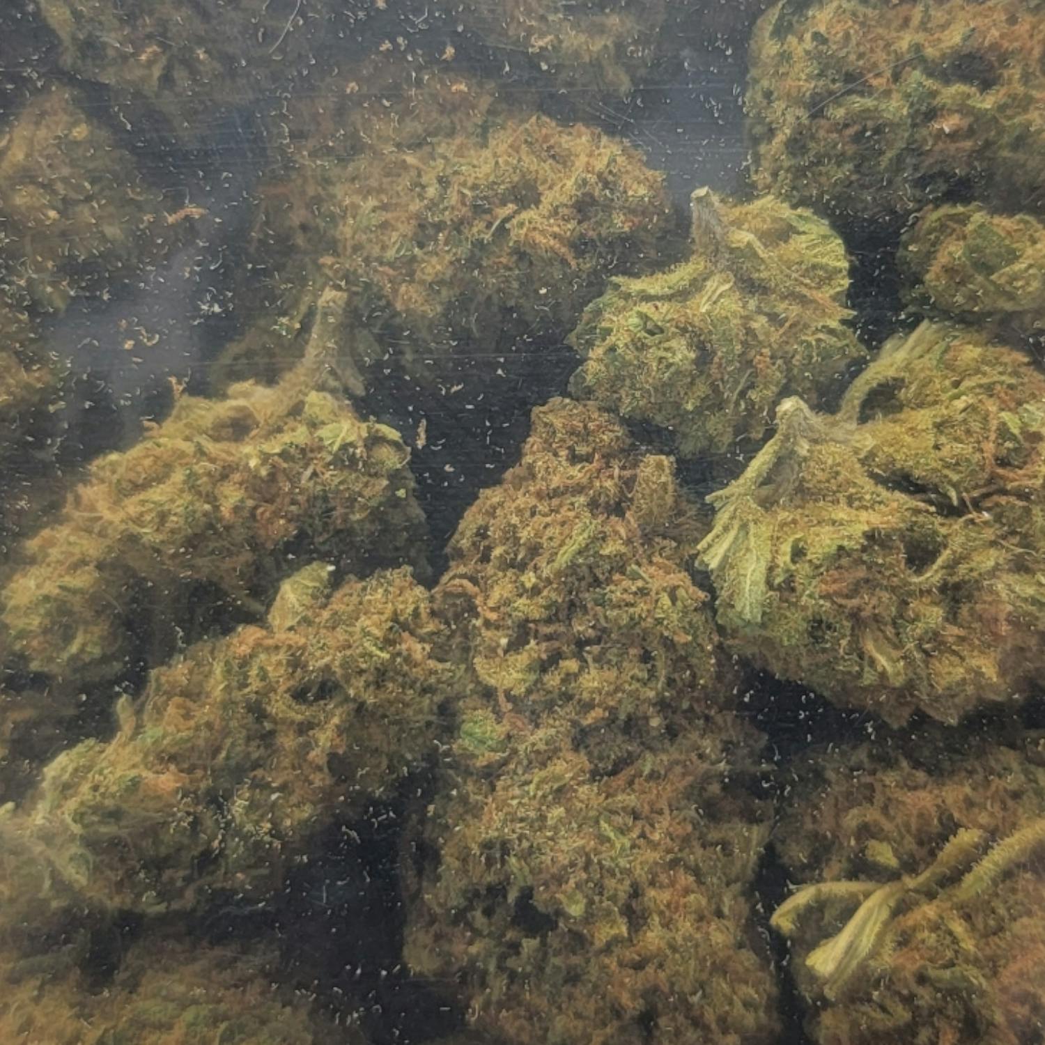 (28.7%) JACK HERER (28G) SATIVA - image 2