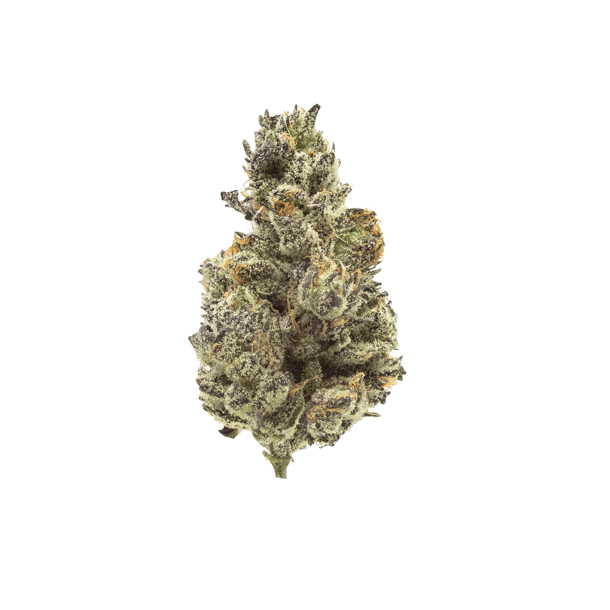 Society C - White Truffle - image 2