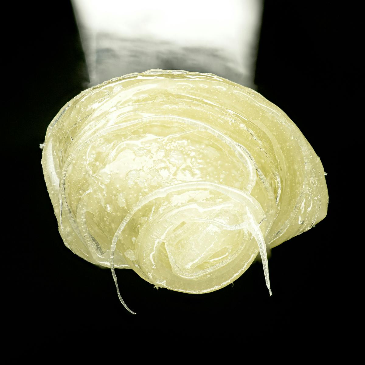 Umami Butter Fresh Press Live Rosin 1g - image 2
