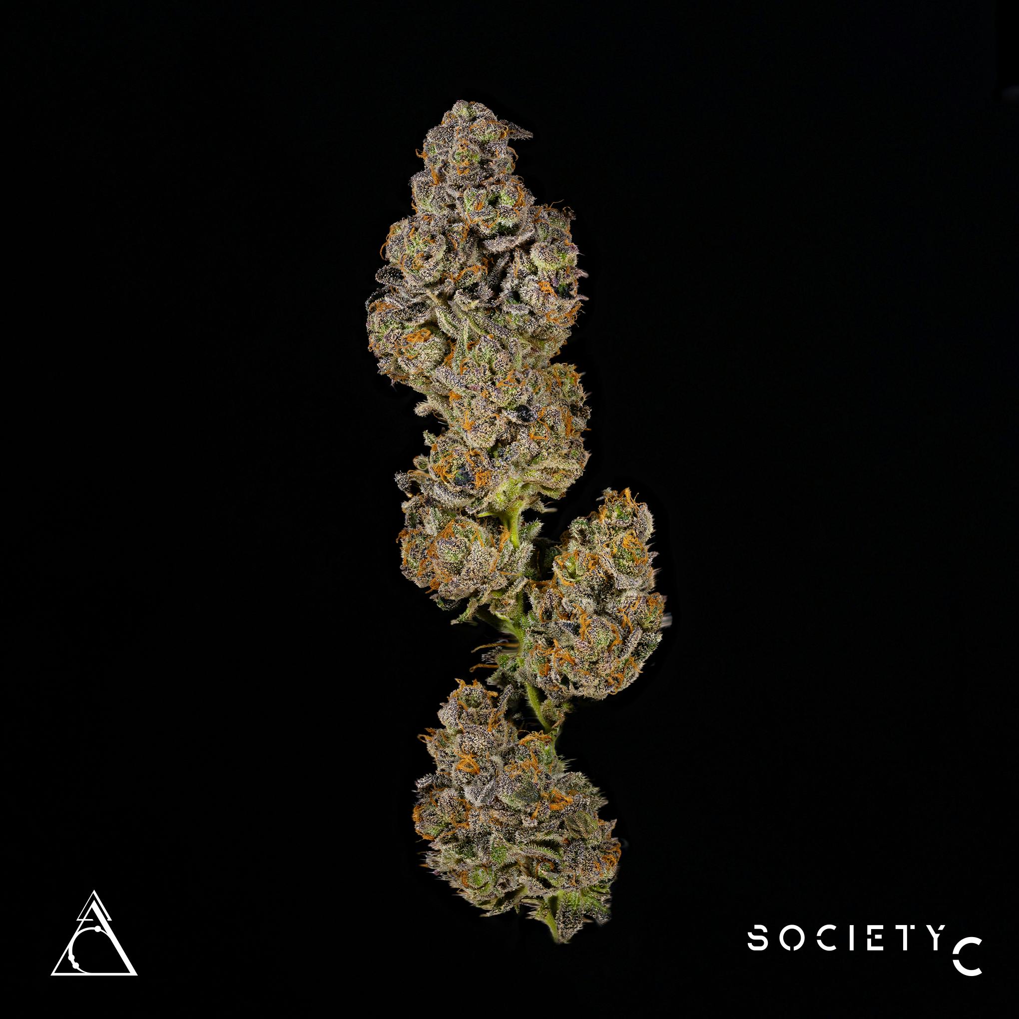 Society C - El Chivo - image 2
