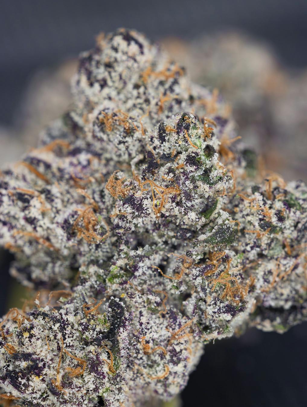 Lemon Cherry Gelato - image 1