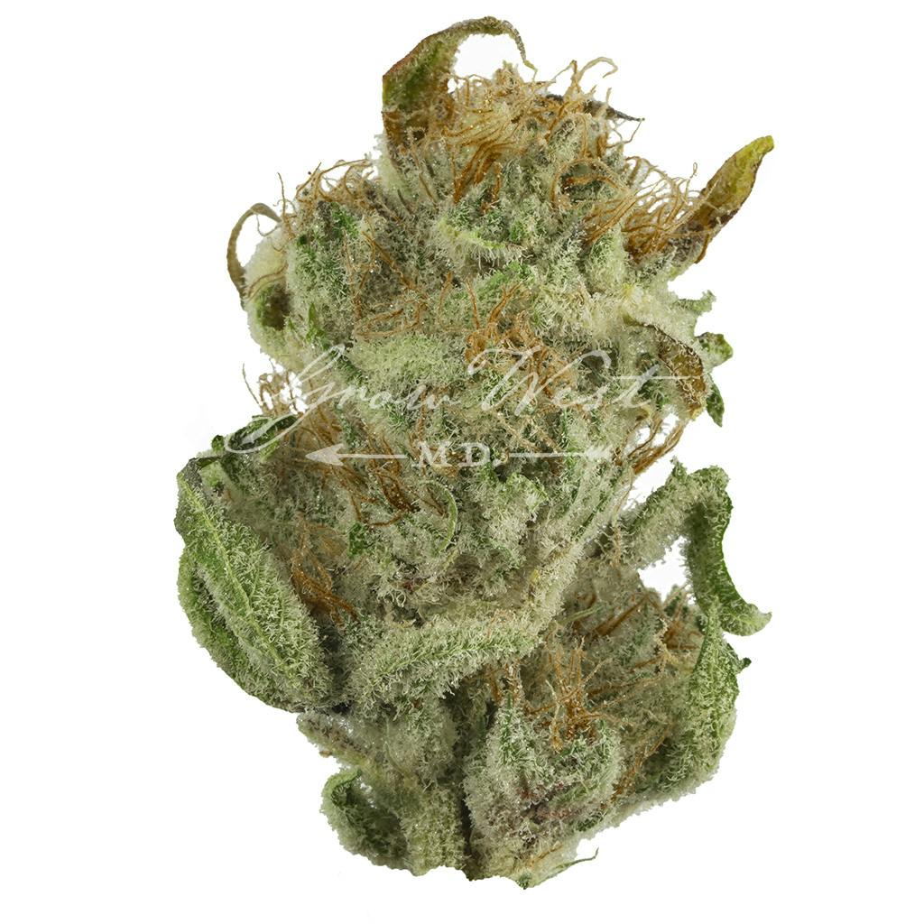 Shrieker | Silver | Untrimmed | 3.5g - image 1