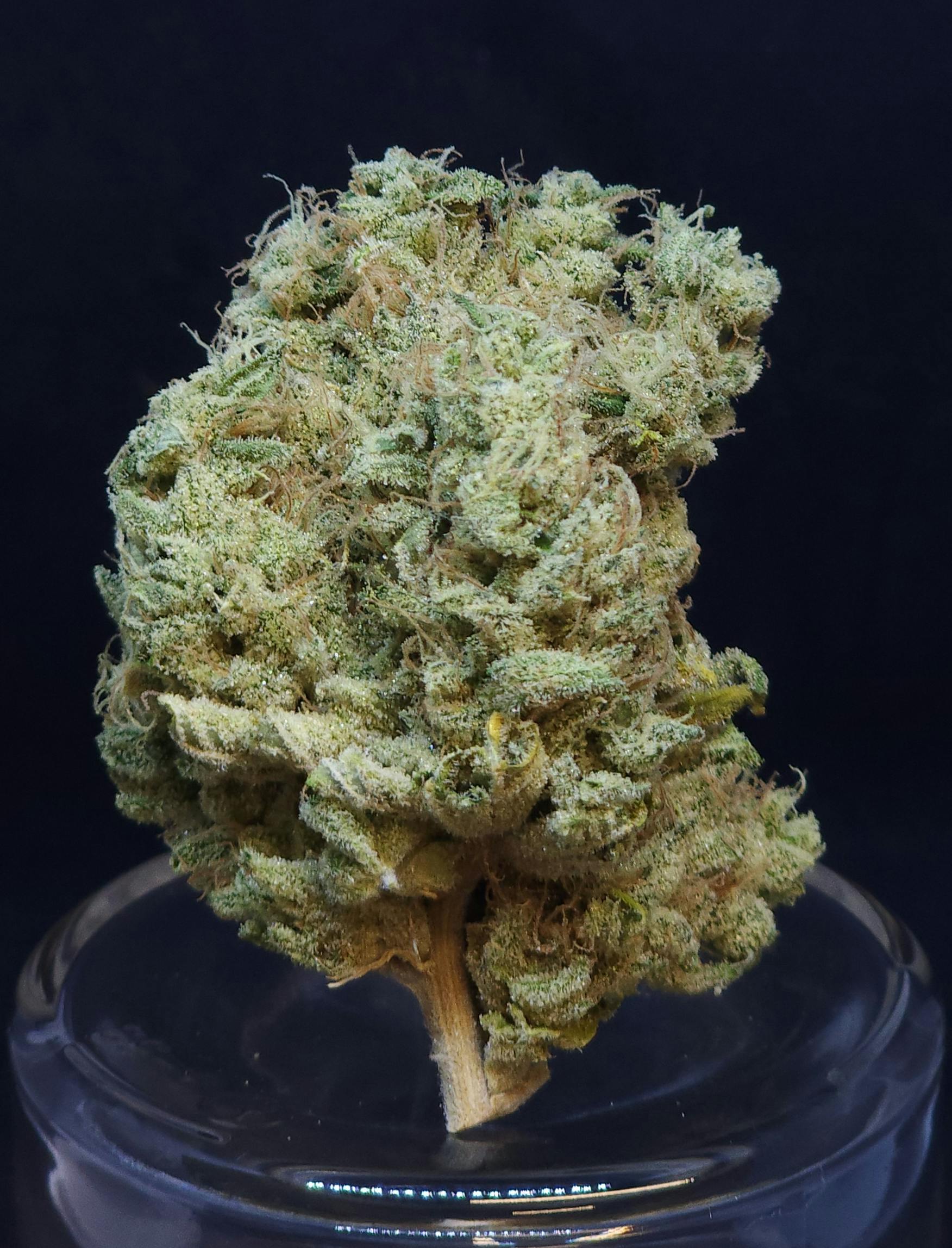 Phat N' Nasty 1g Flower - image 1