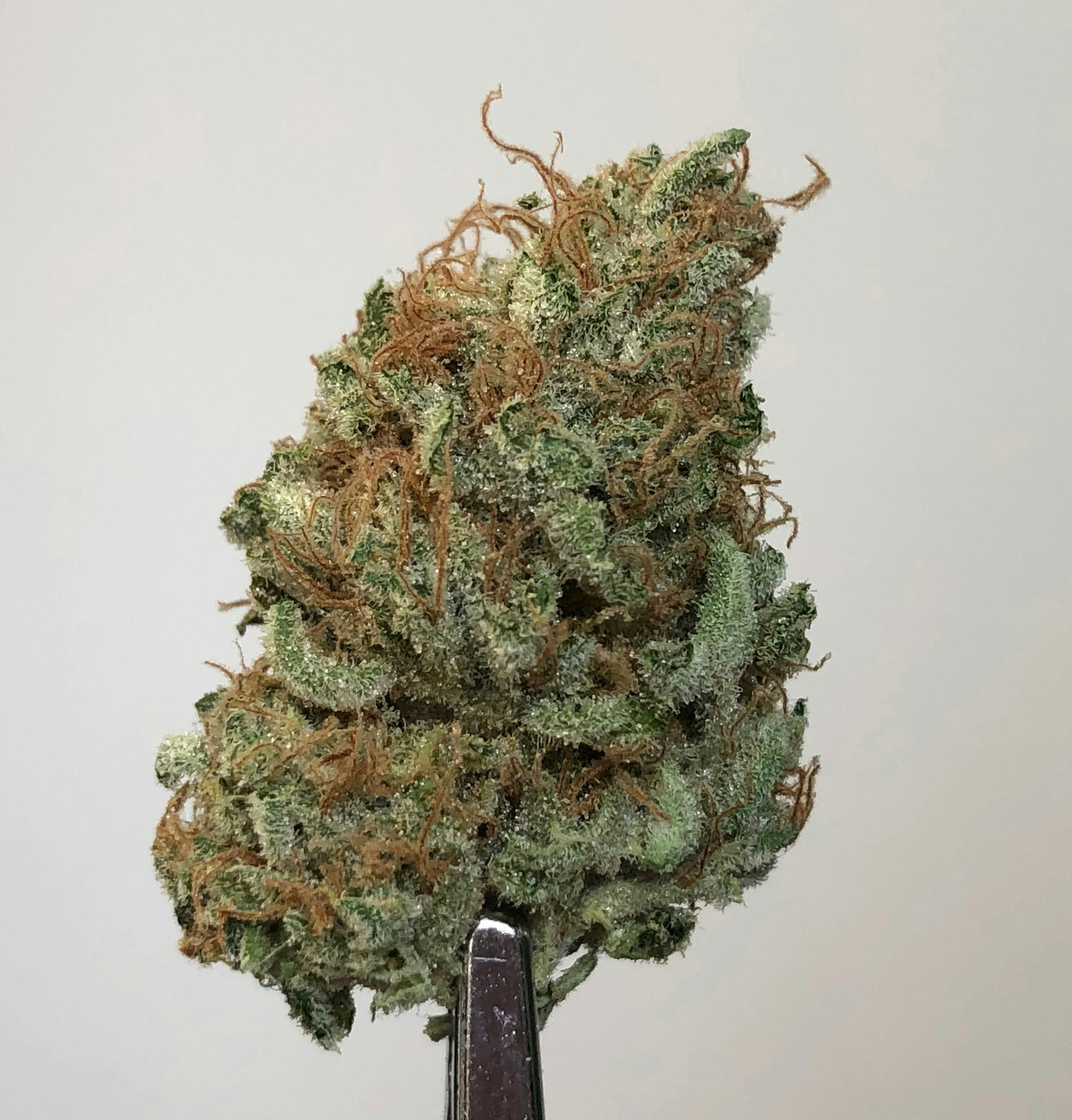 Sensi Star 1g Pre-Roll - image 1