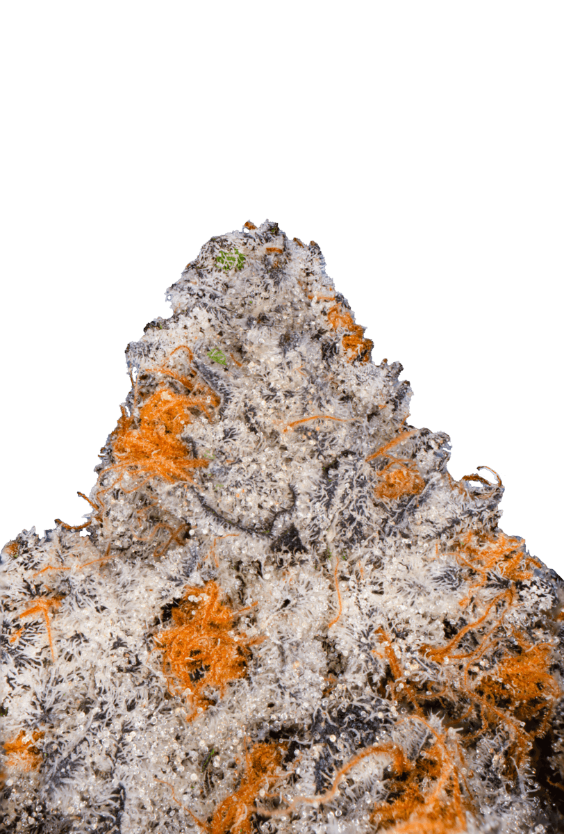 KUTZ | Pure Michigan - image 2
